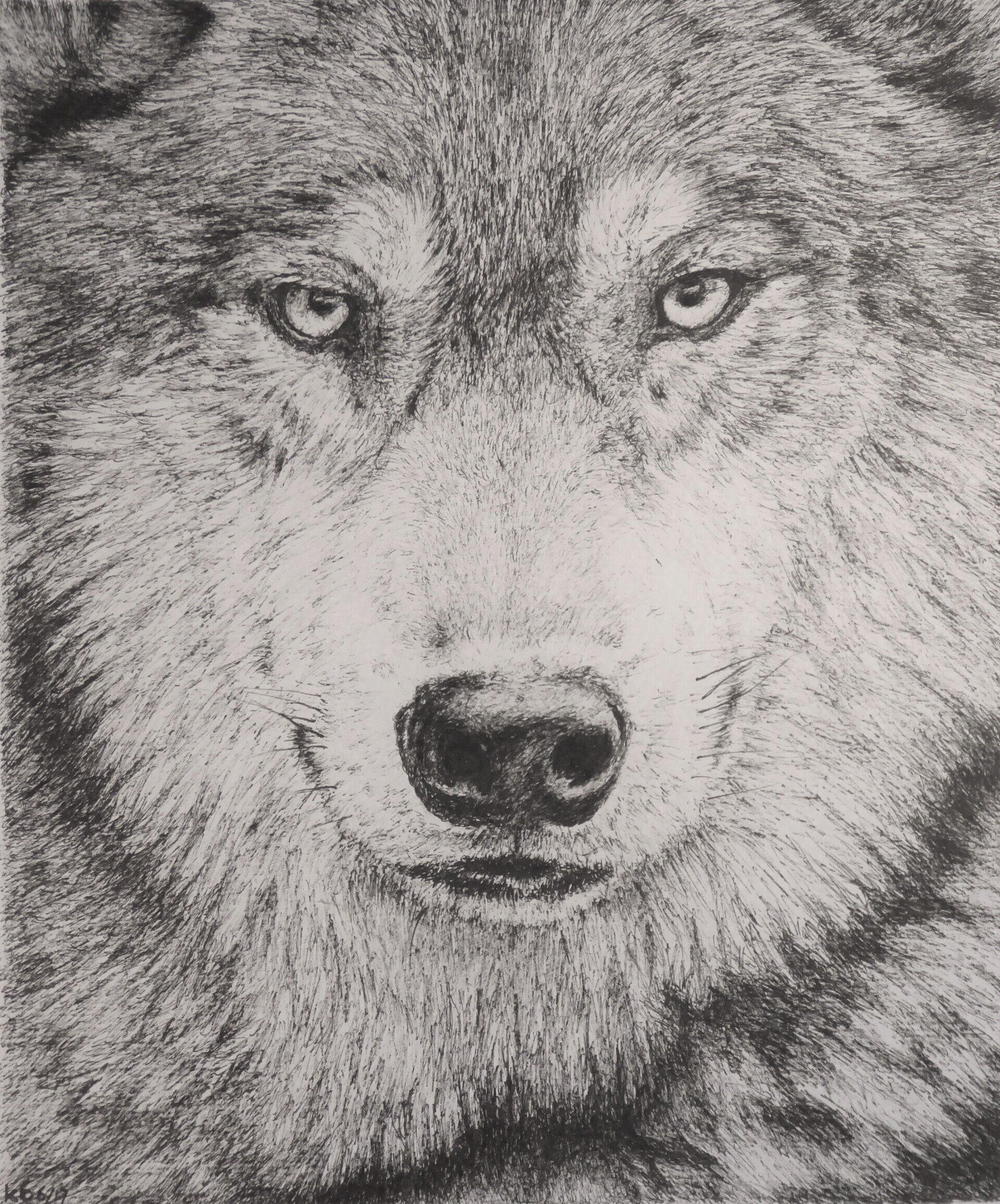 wolf