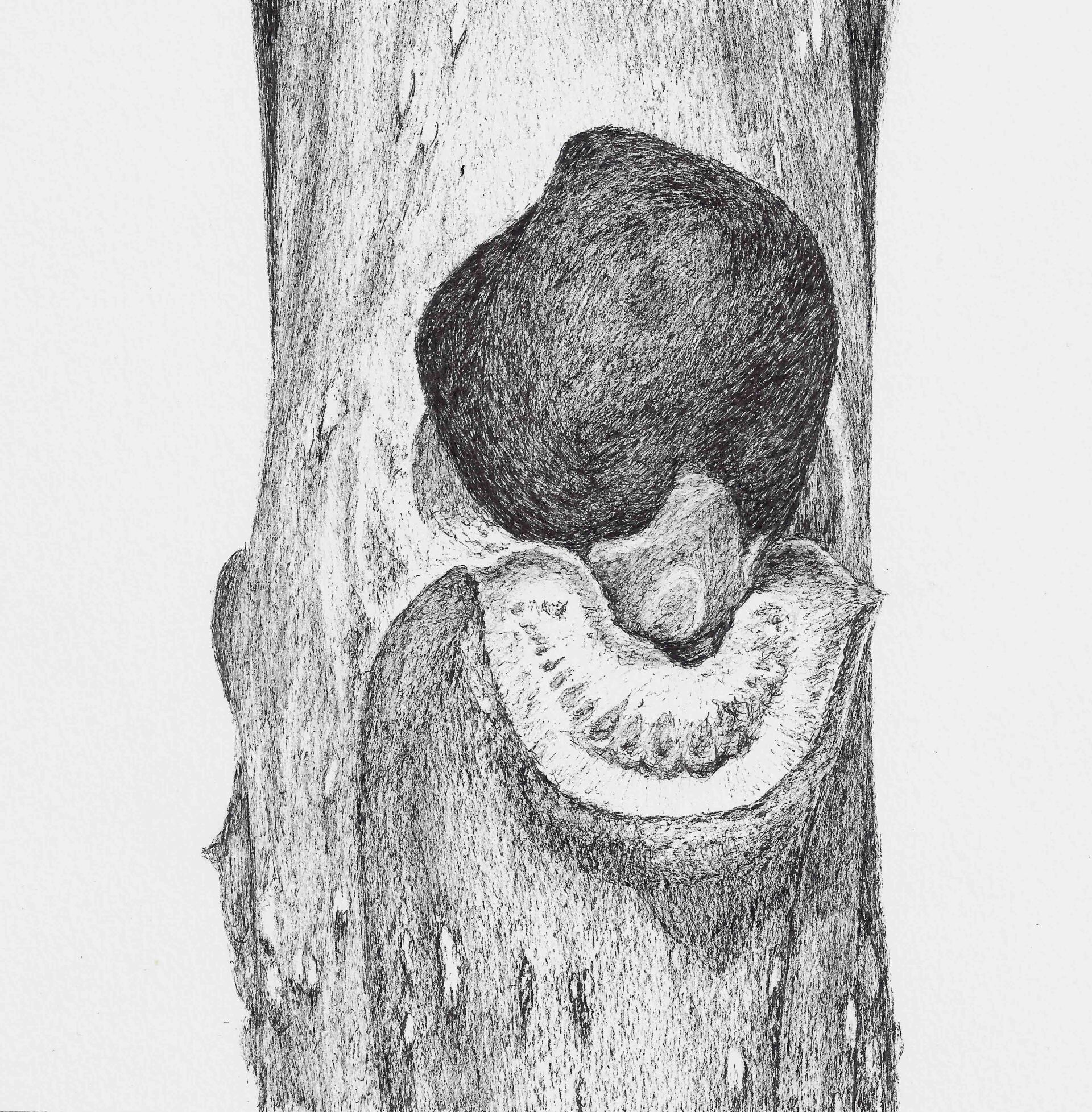 essenknop