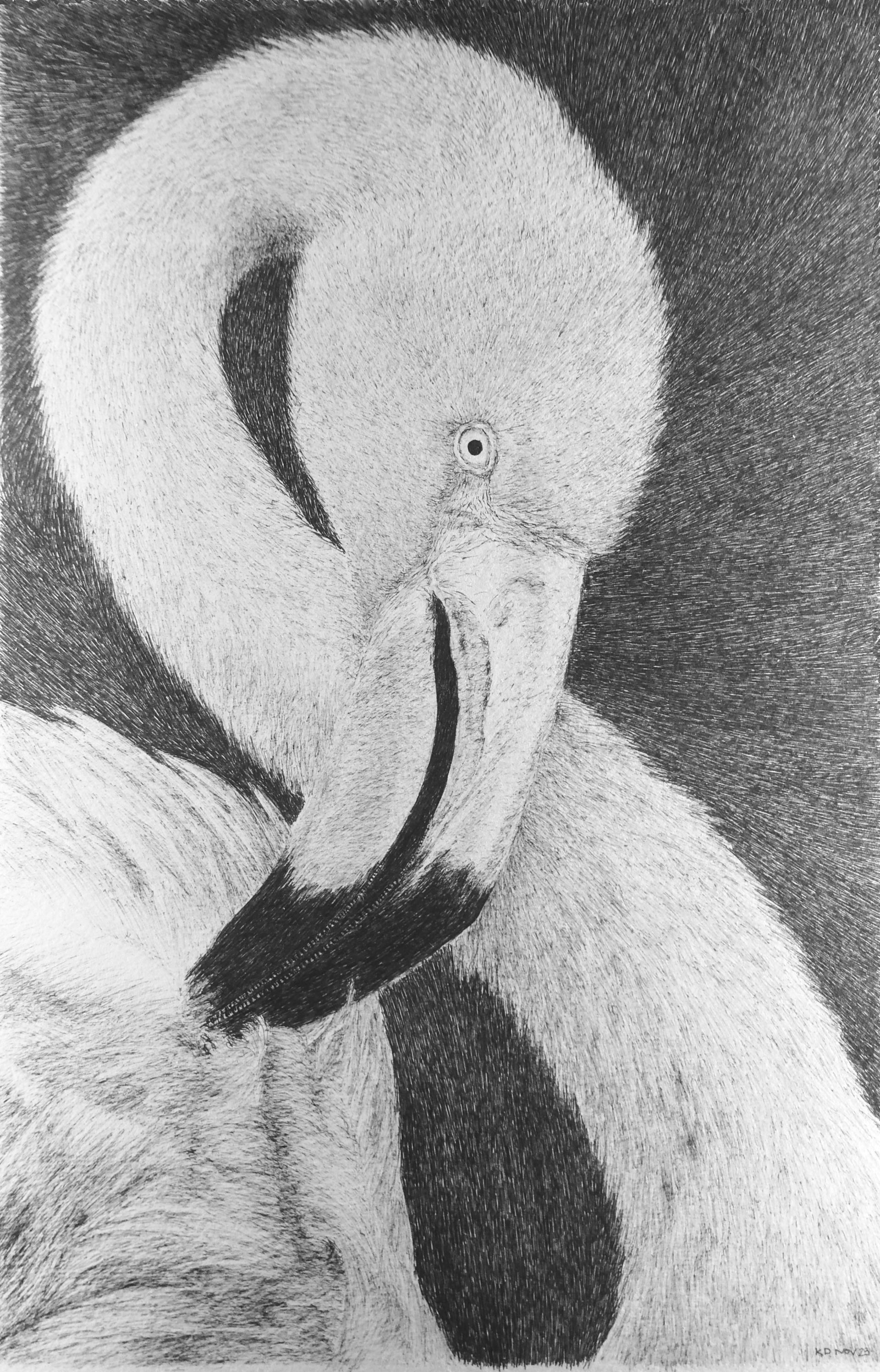 flamingo
