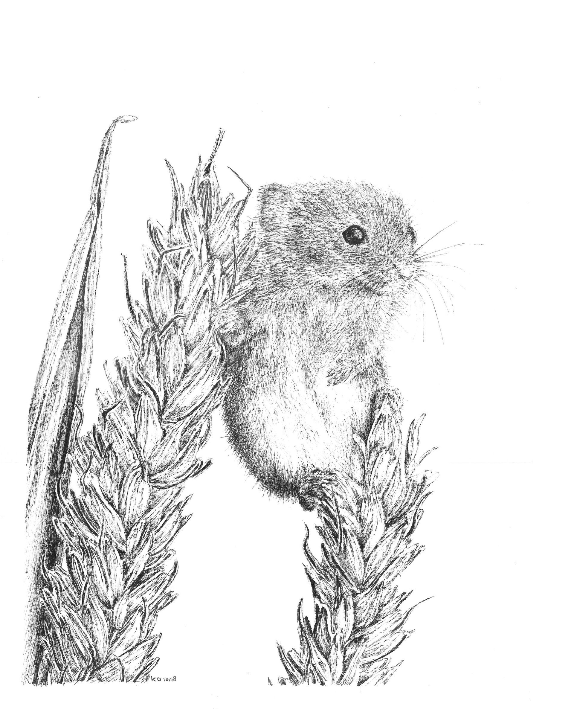 dwergmuis 3