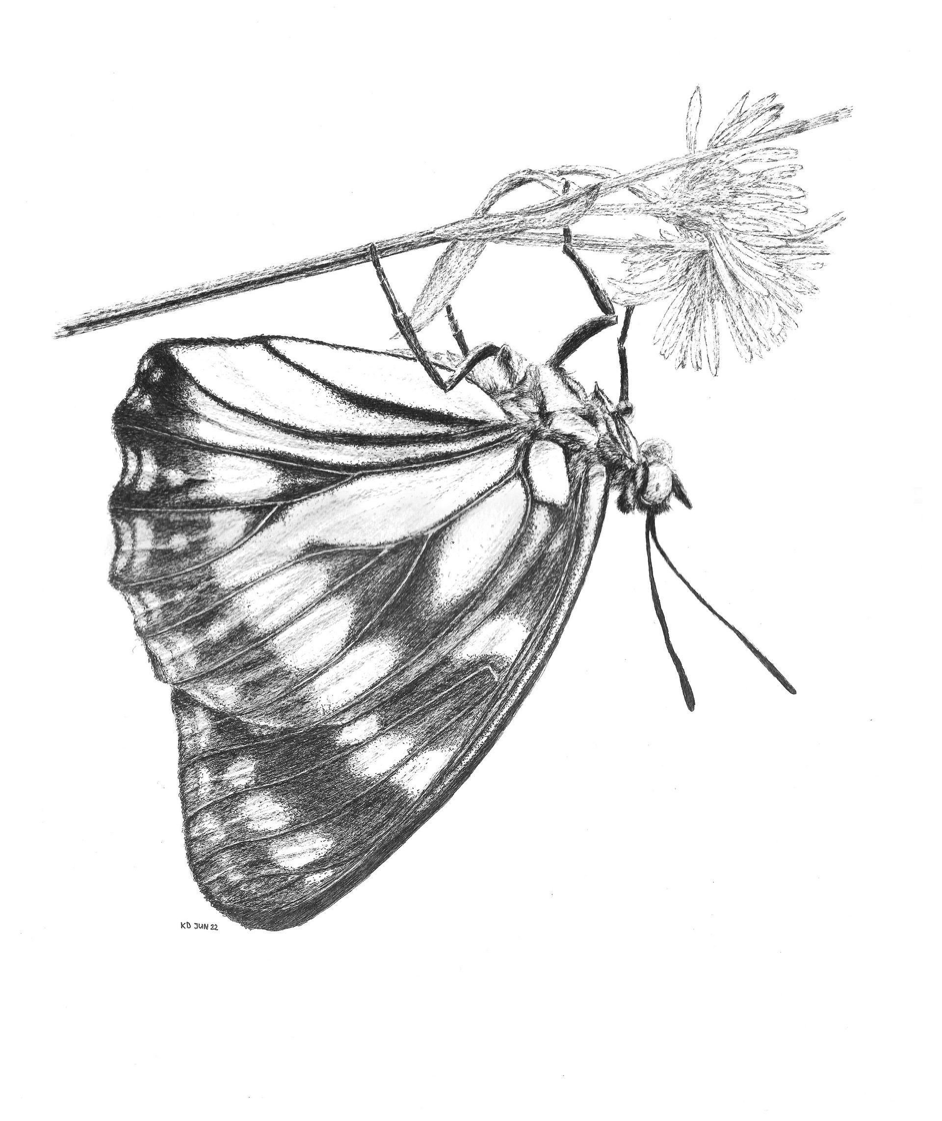 welkom - vlinder