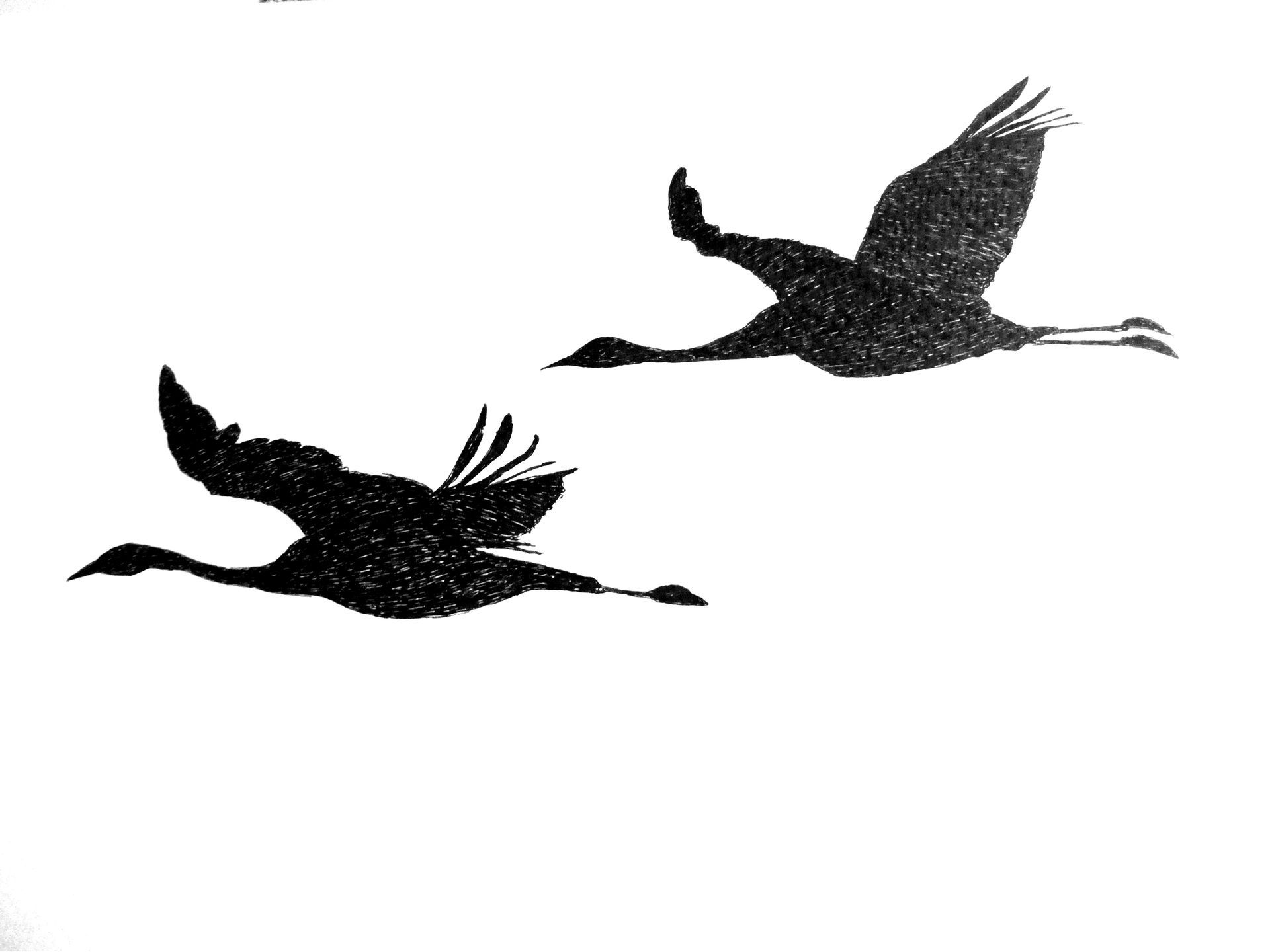 kraanvogels 2