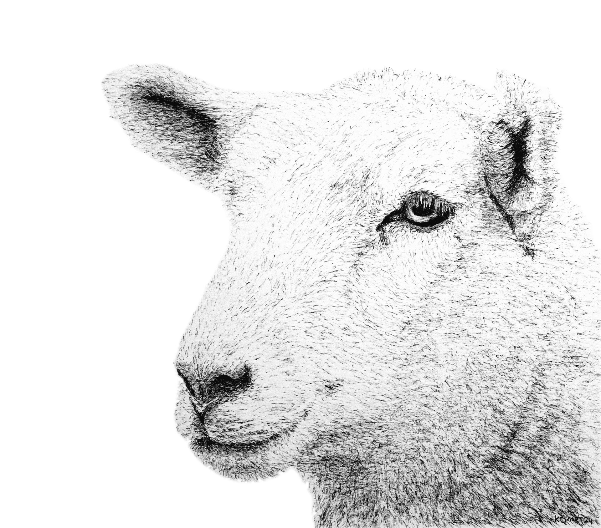 schaap 2