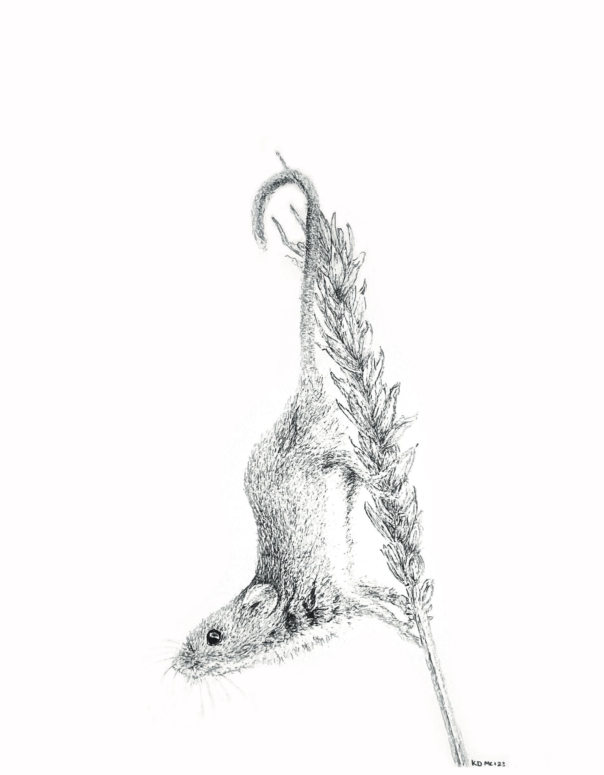 dwergmuis 5