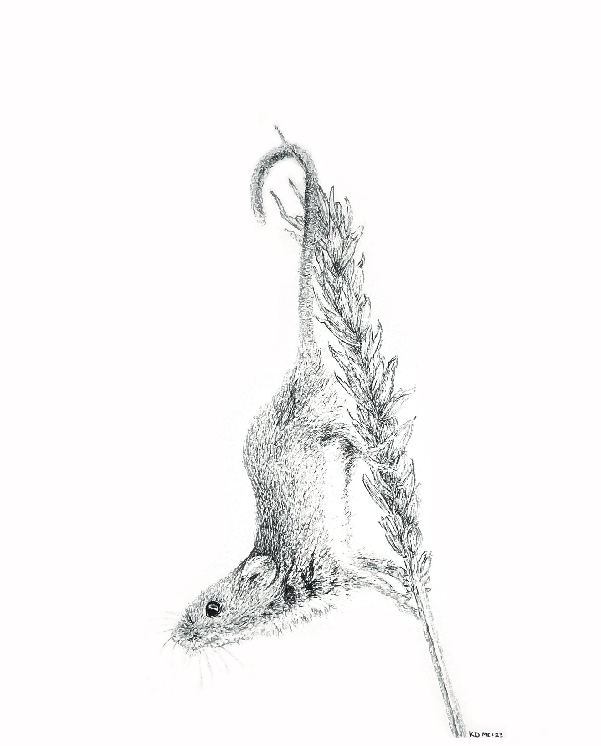 Dwergmuis 5
