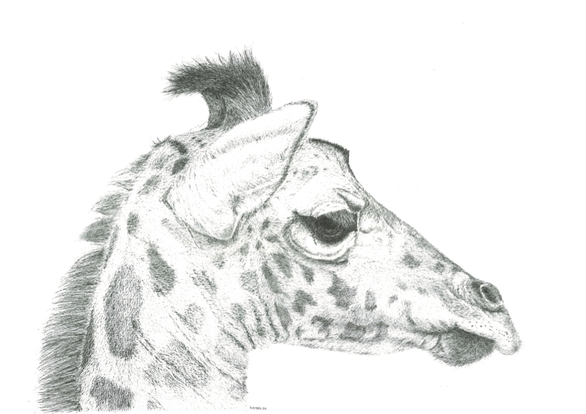 Giraffe 