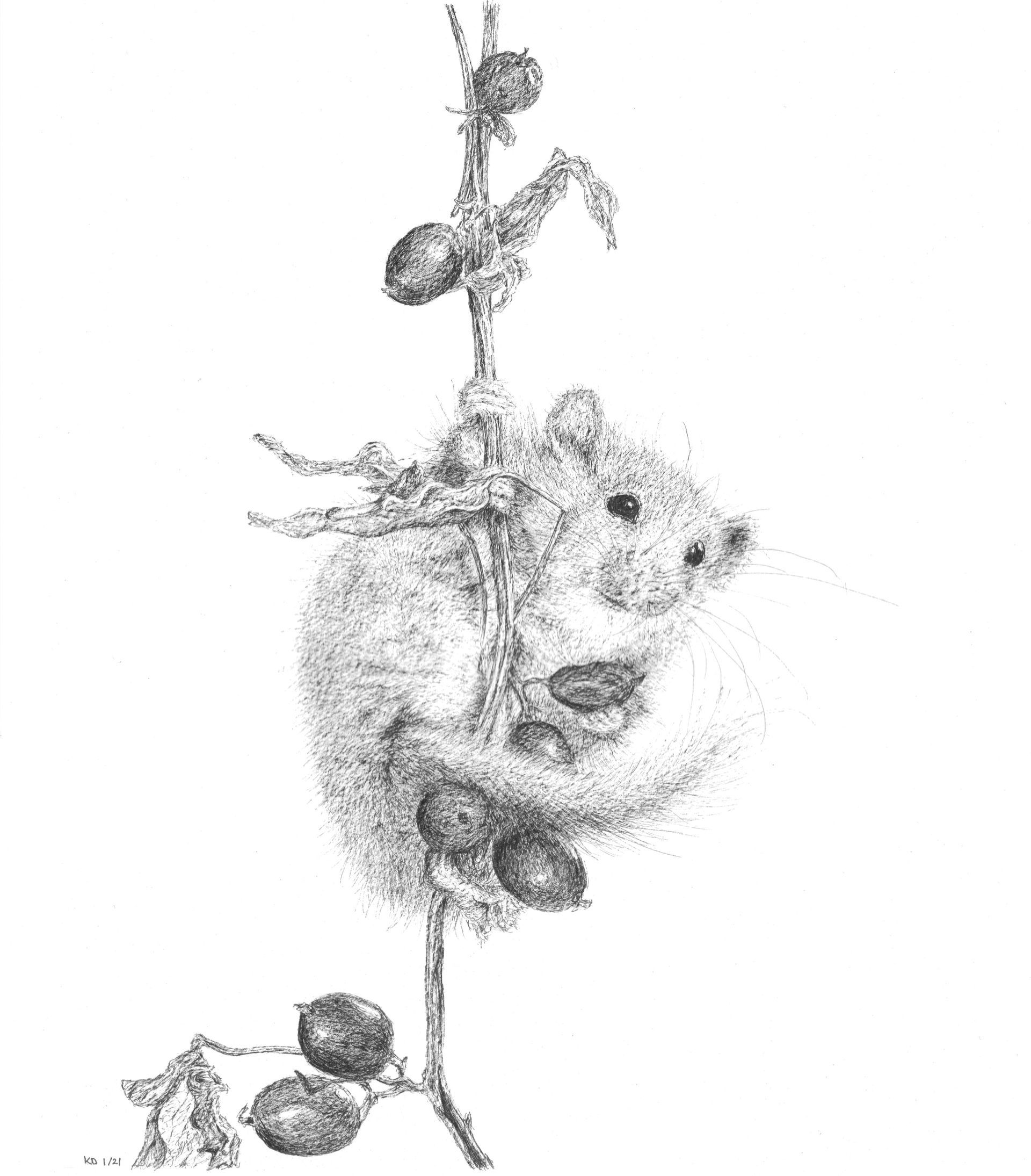 Hazelmuis