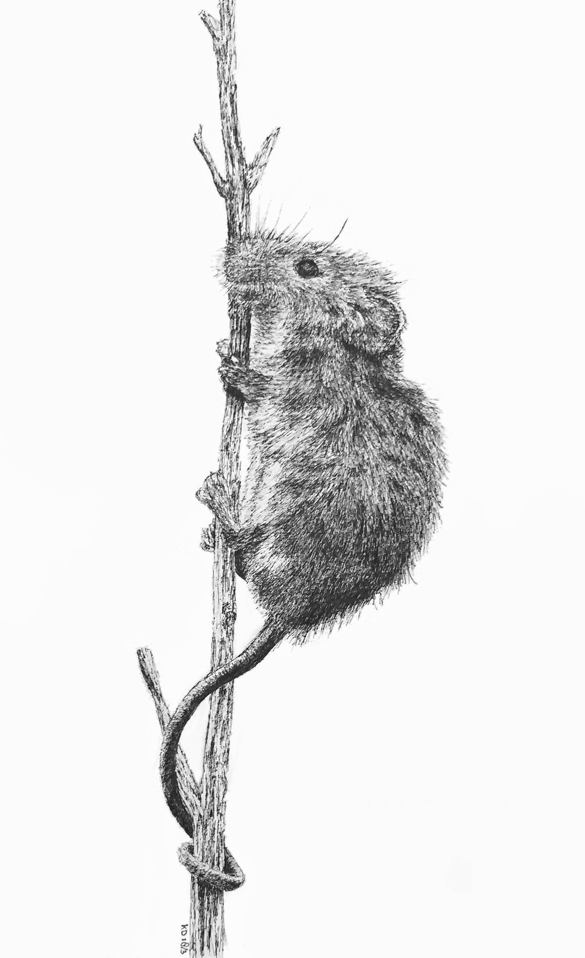 dwergmuis 2