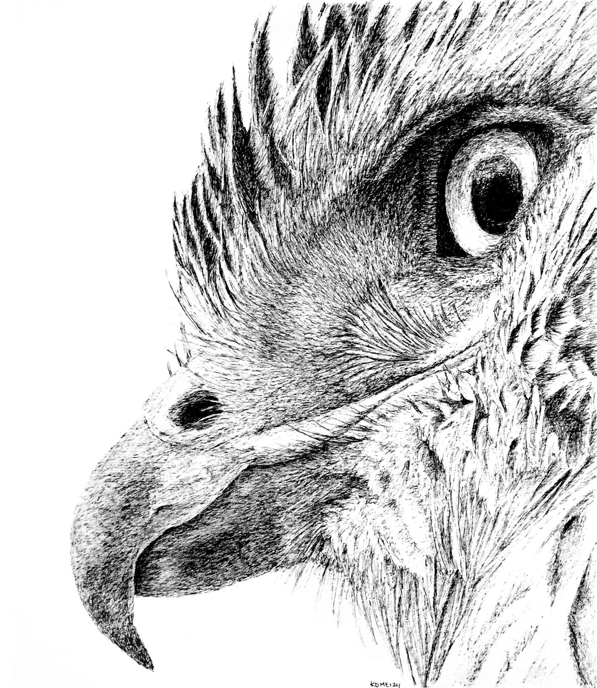 buizerd