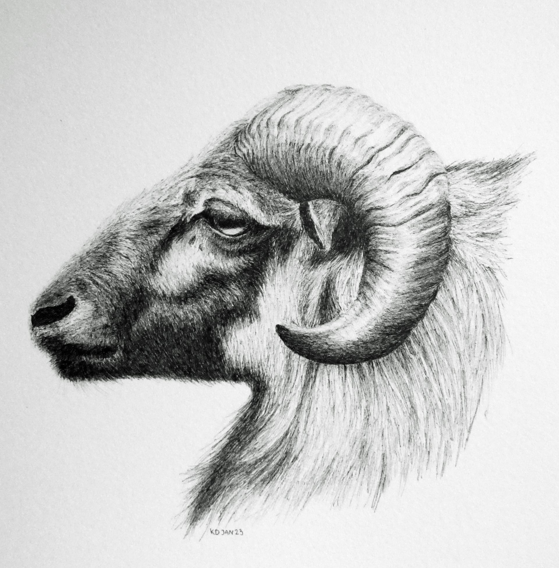 kameroen-schaap