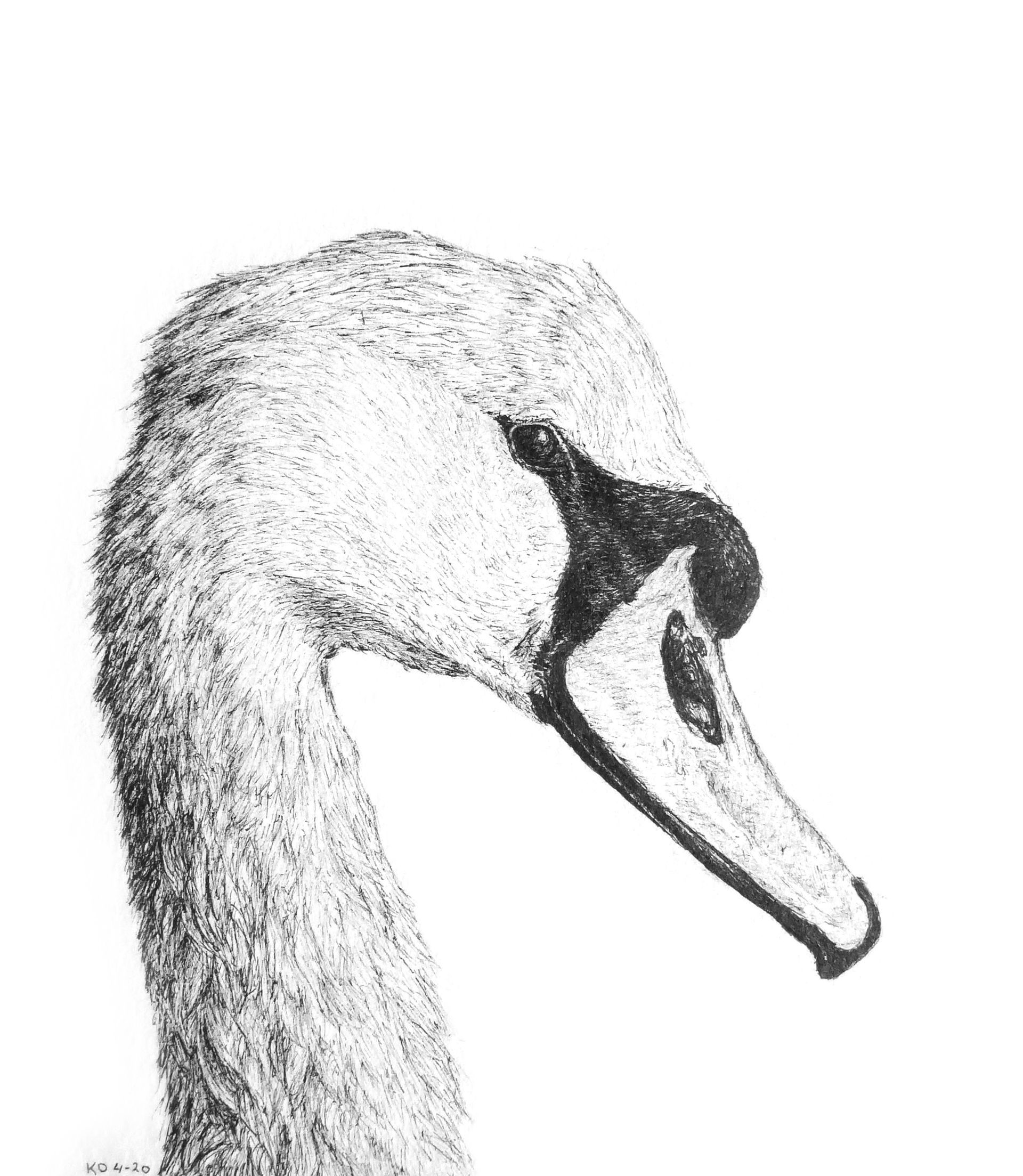 Knobbelzwaan