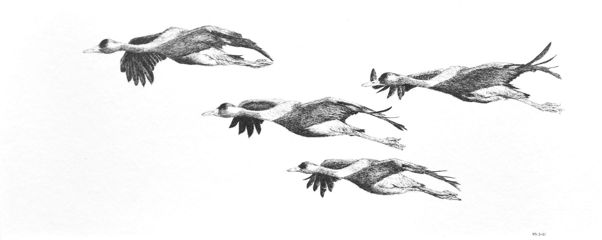Kraanvogels