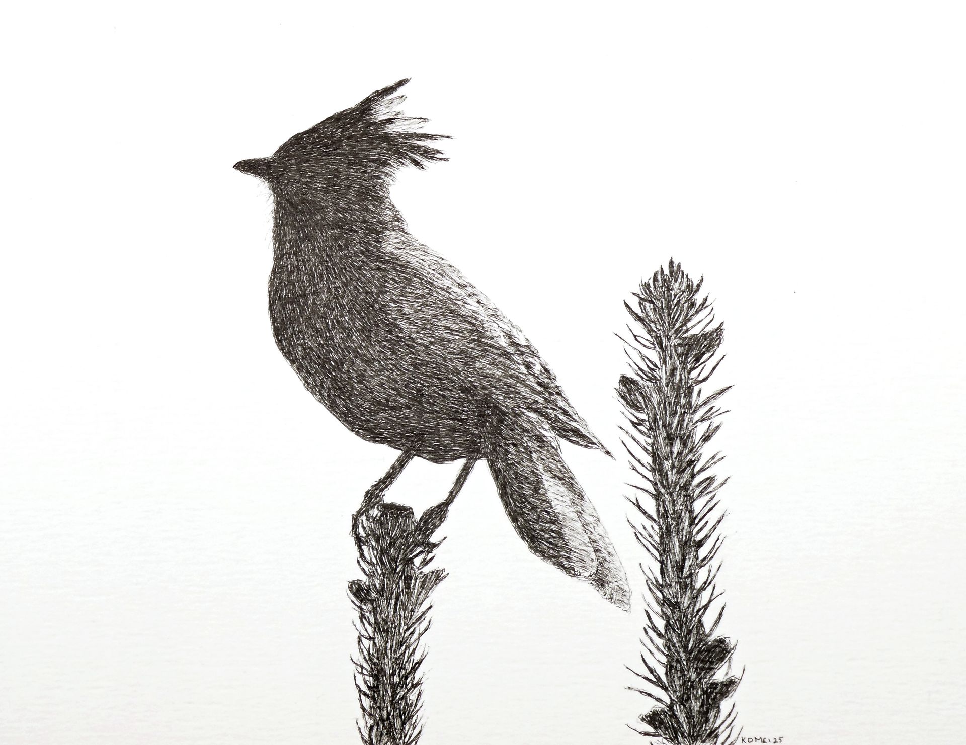 Stellars Jay