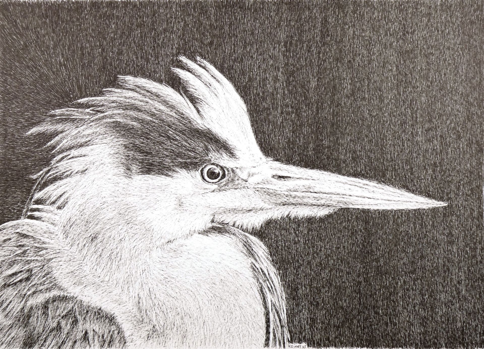 reiger