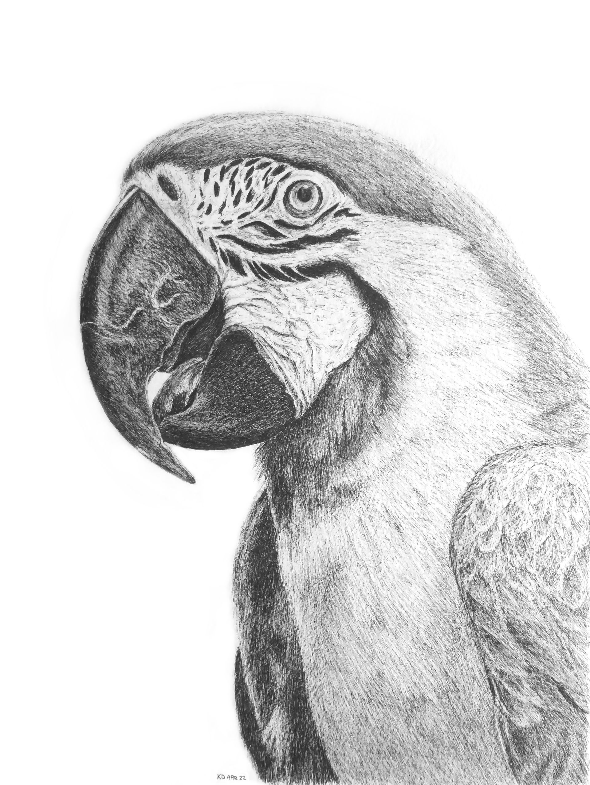 Papegaai