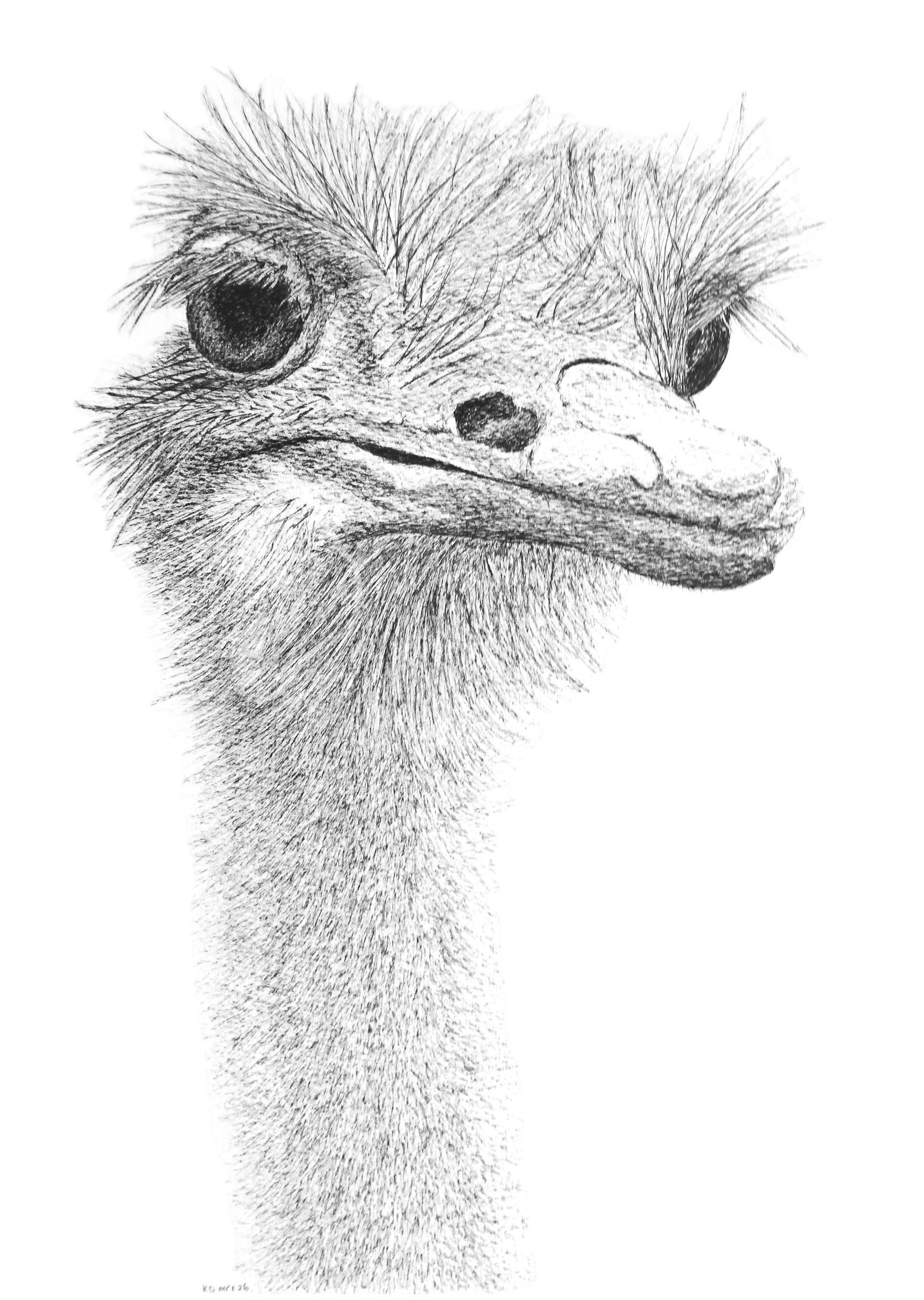 Struisvogel 2