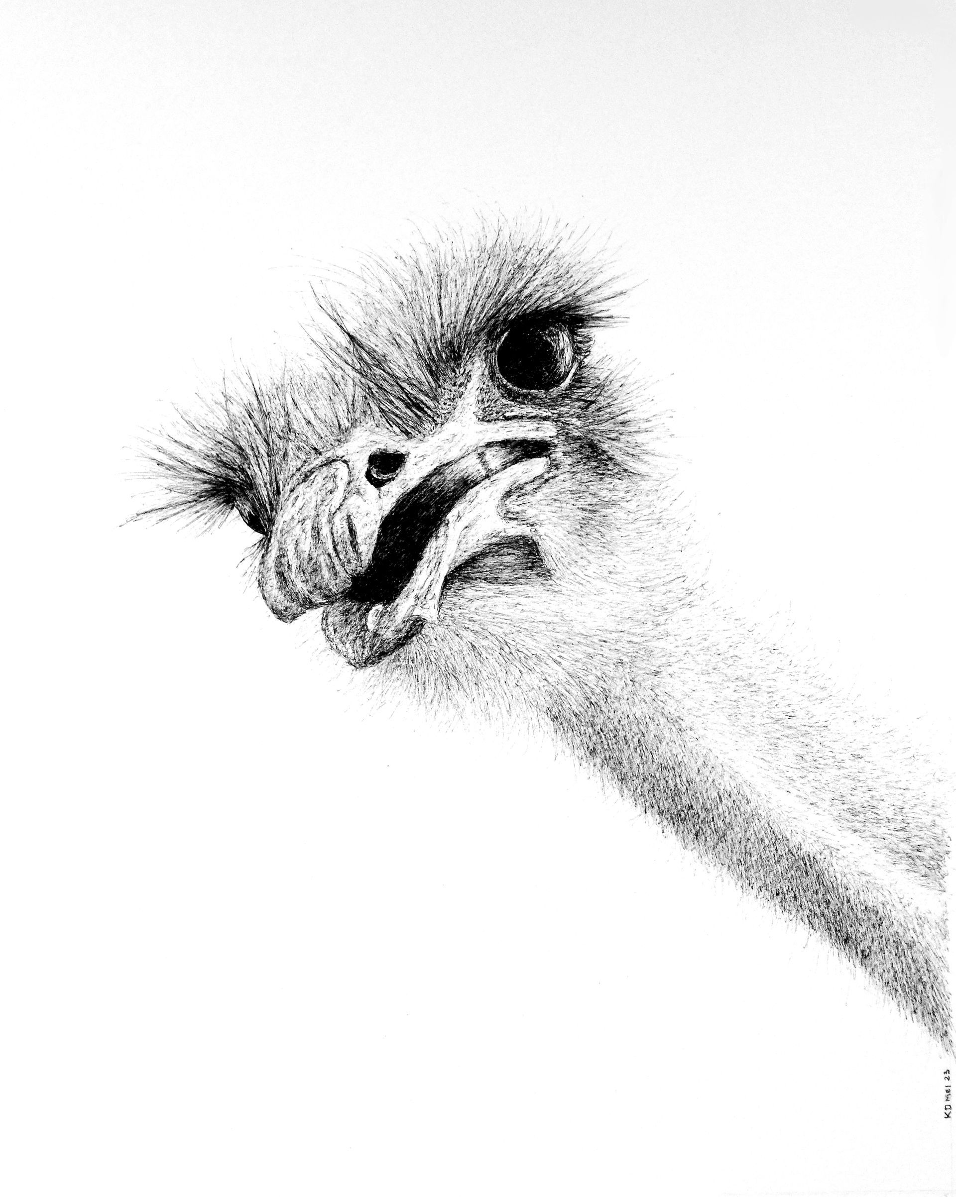 Struisvogel