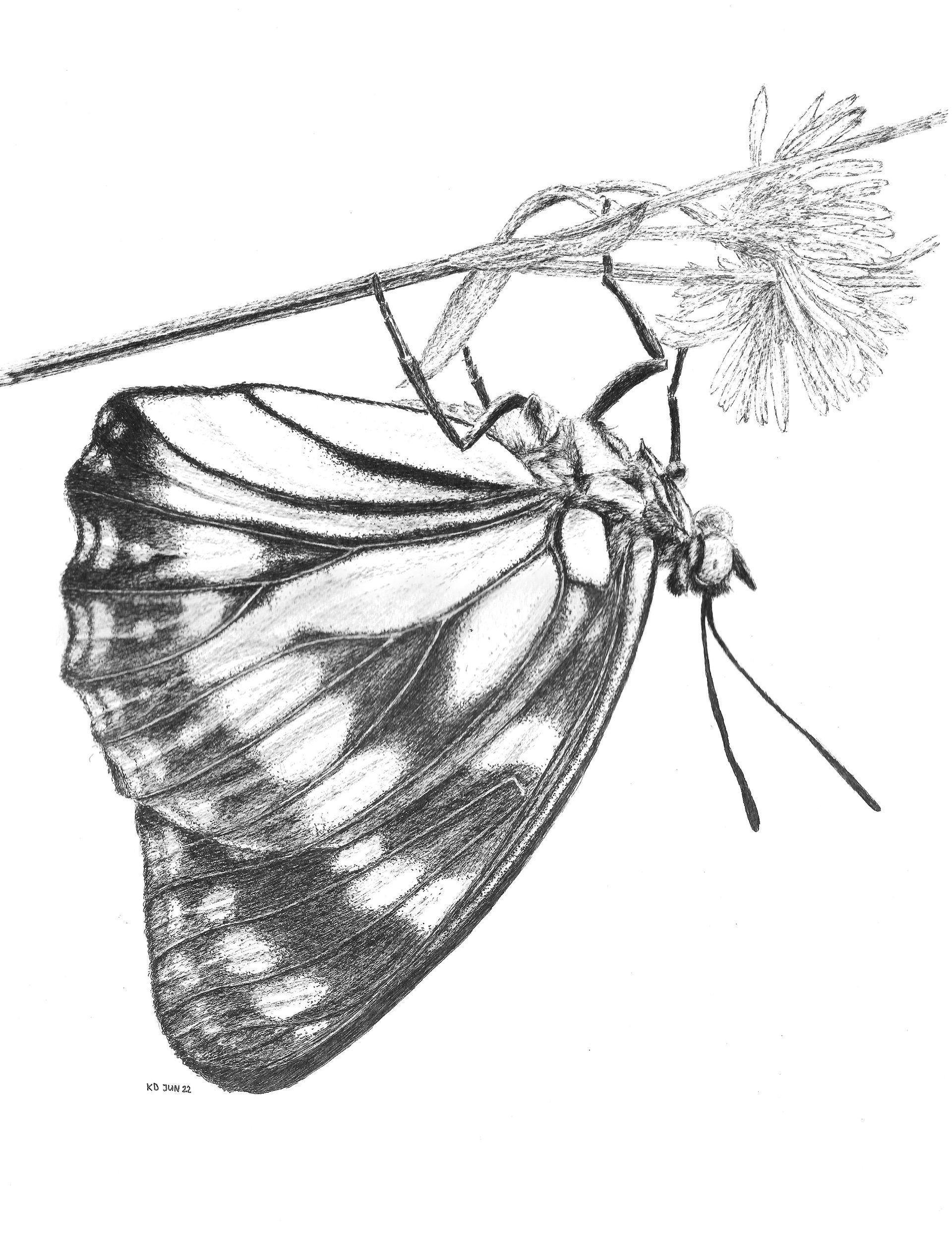 Vlinder
