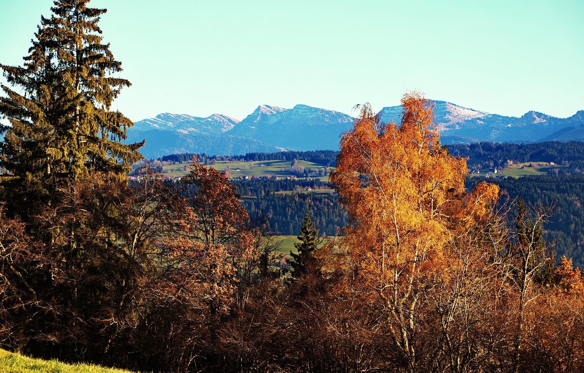 Scheidegg