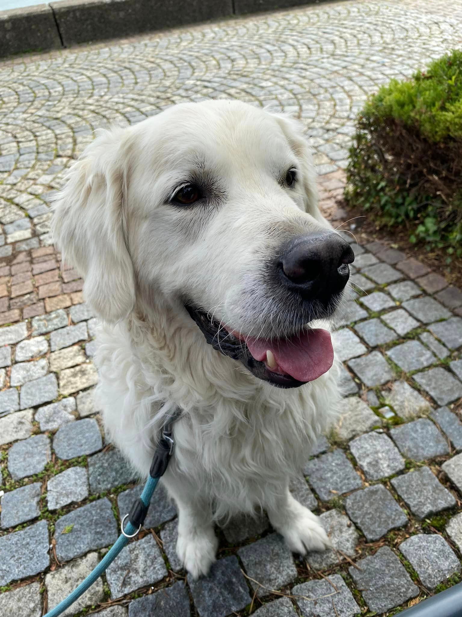 Bodenseehund Max macht Urlaub am Bodensee