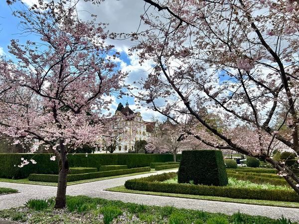 Prälaten Weg am Bodensee im Frühling 