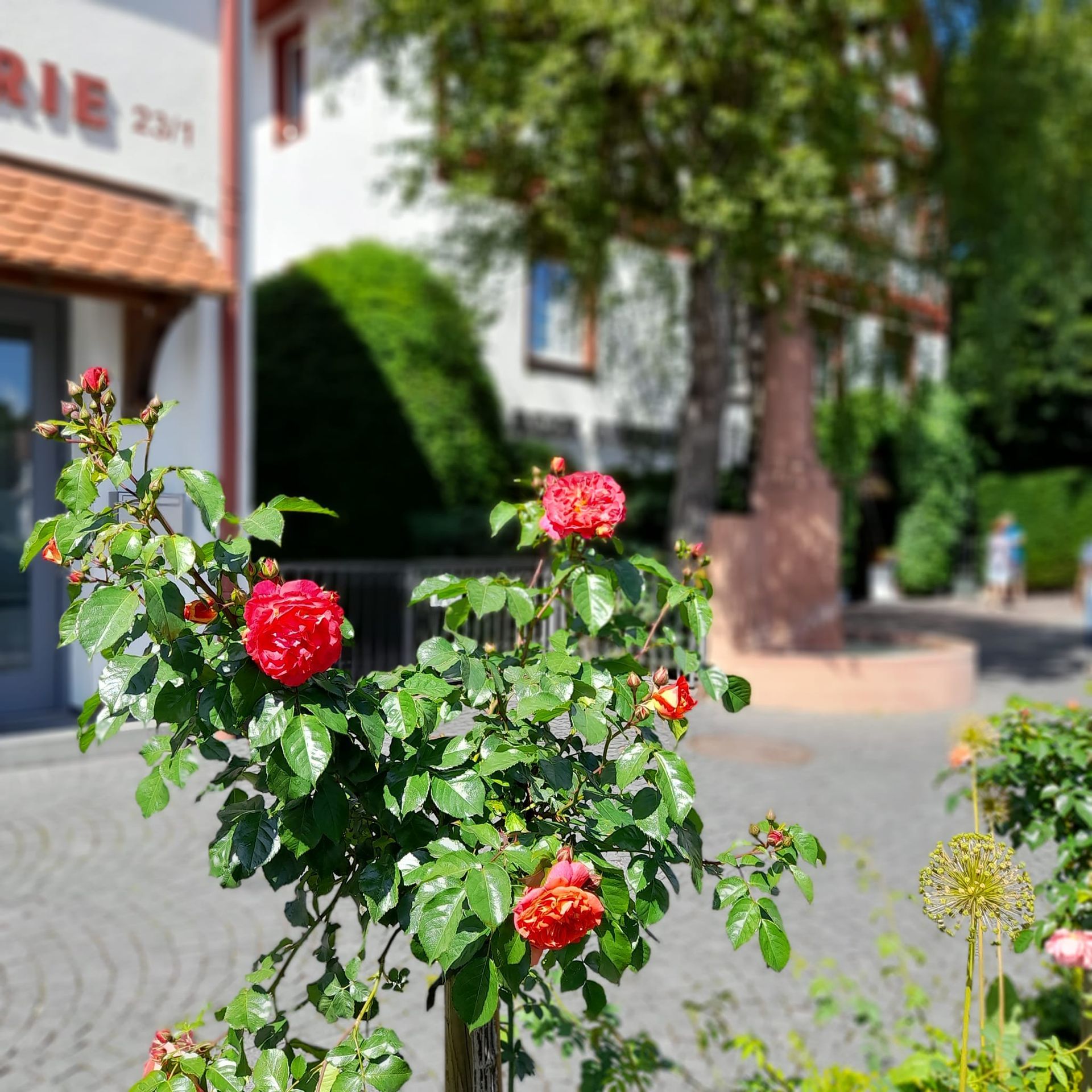 Bad Schussenried