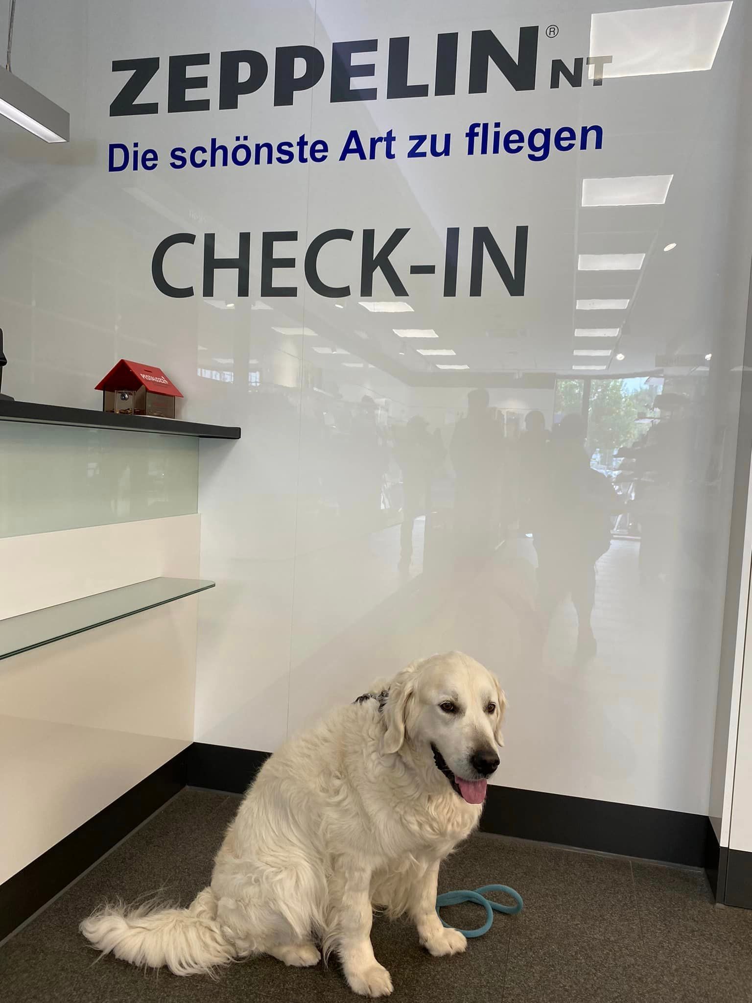 Hund am Bodensee - Zeppelin 