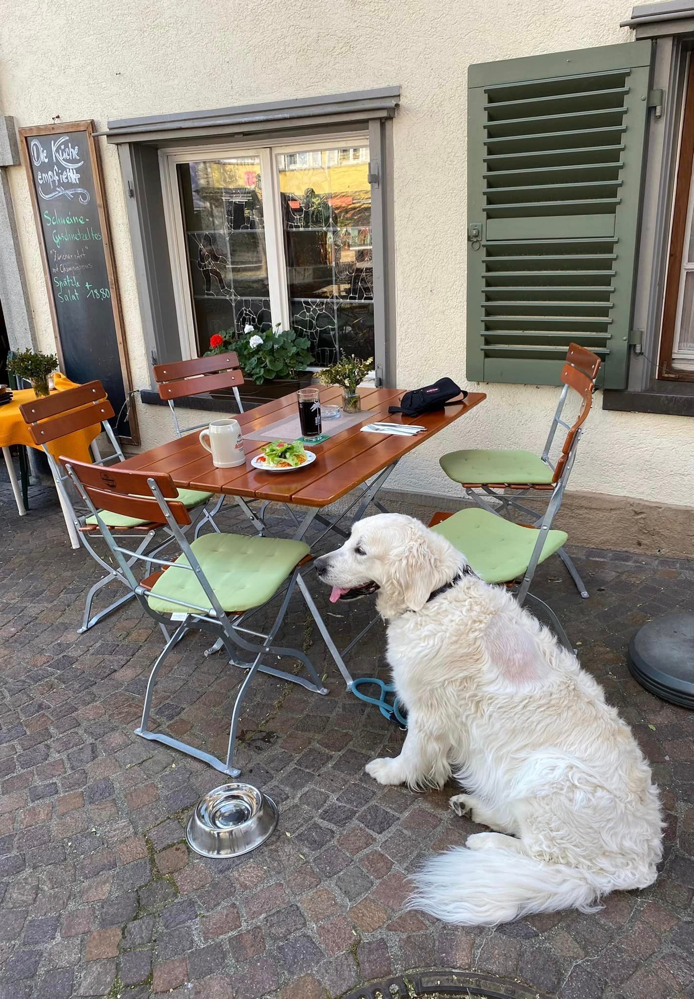 Hund am Bodensee - Urlaub 