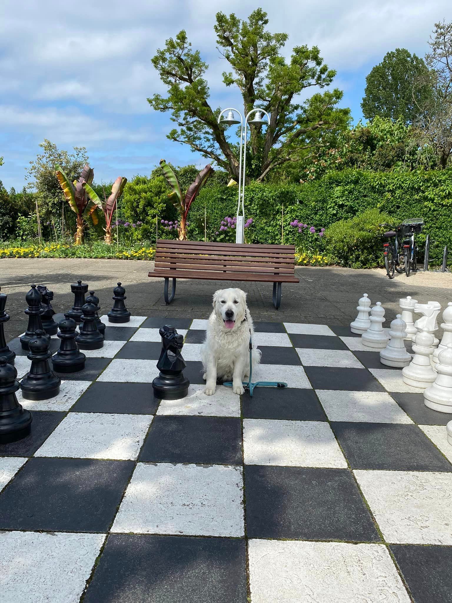Hund am Bodensee - Urlaub 