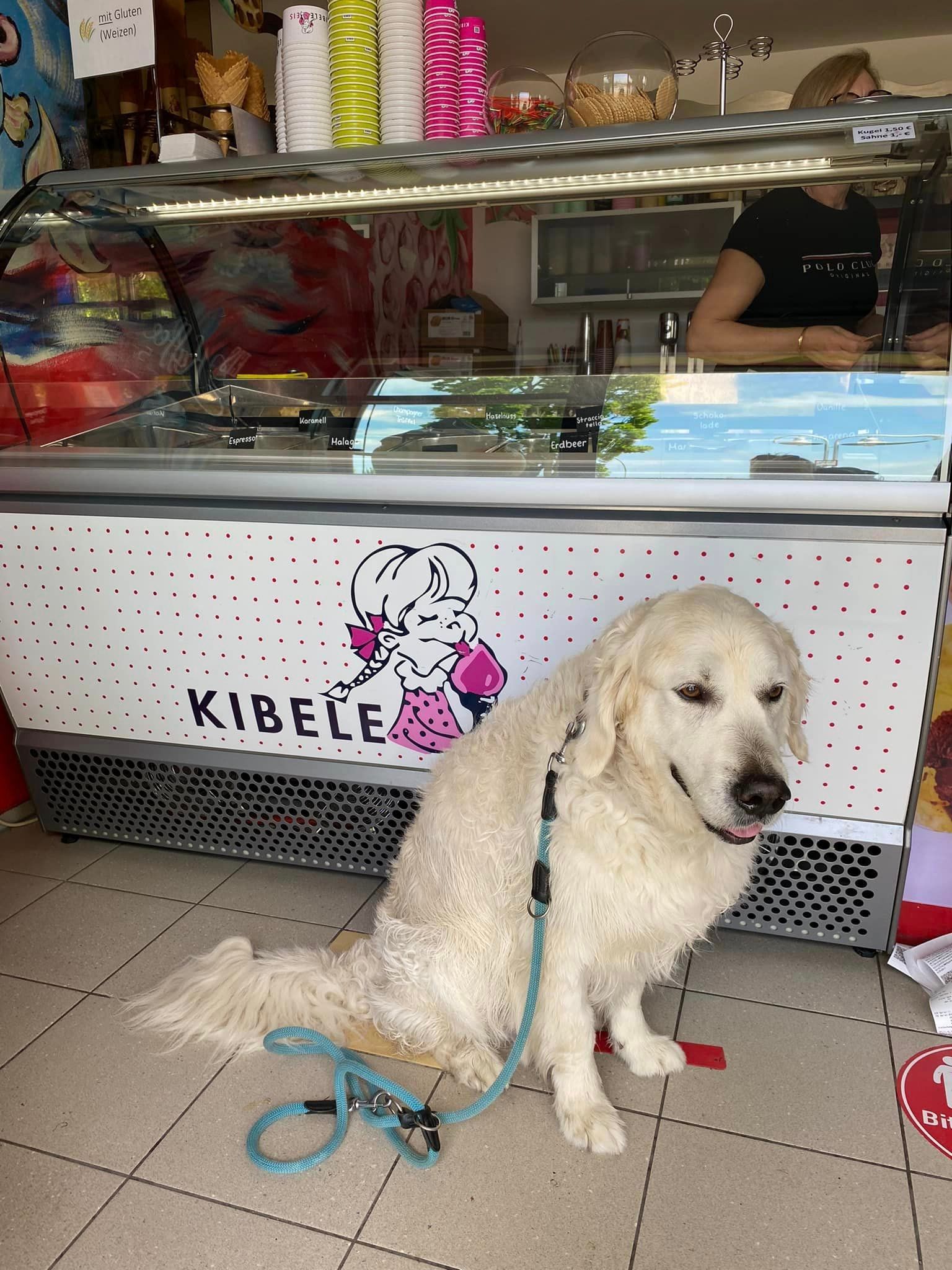 Hund am Bodensee - Urlaub 