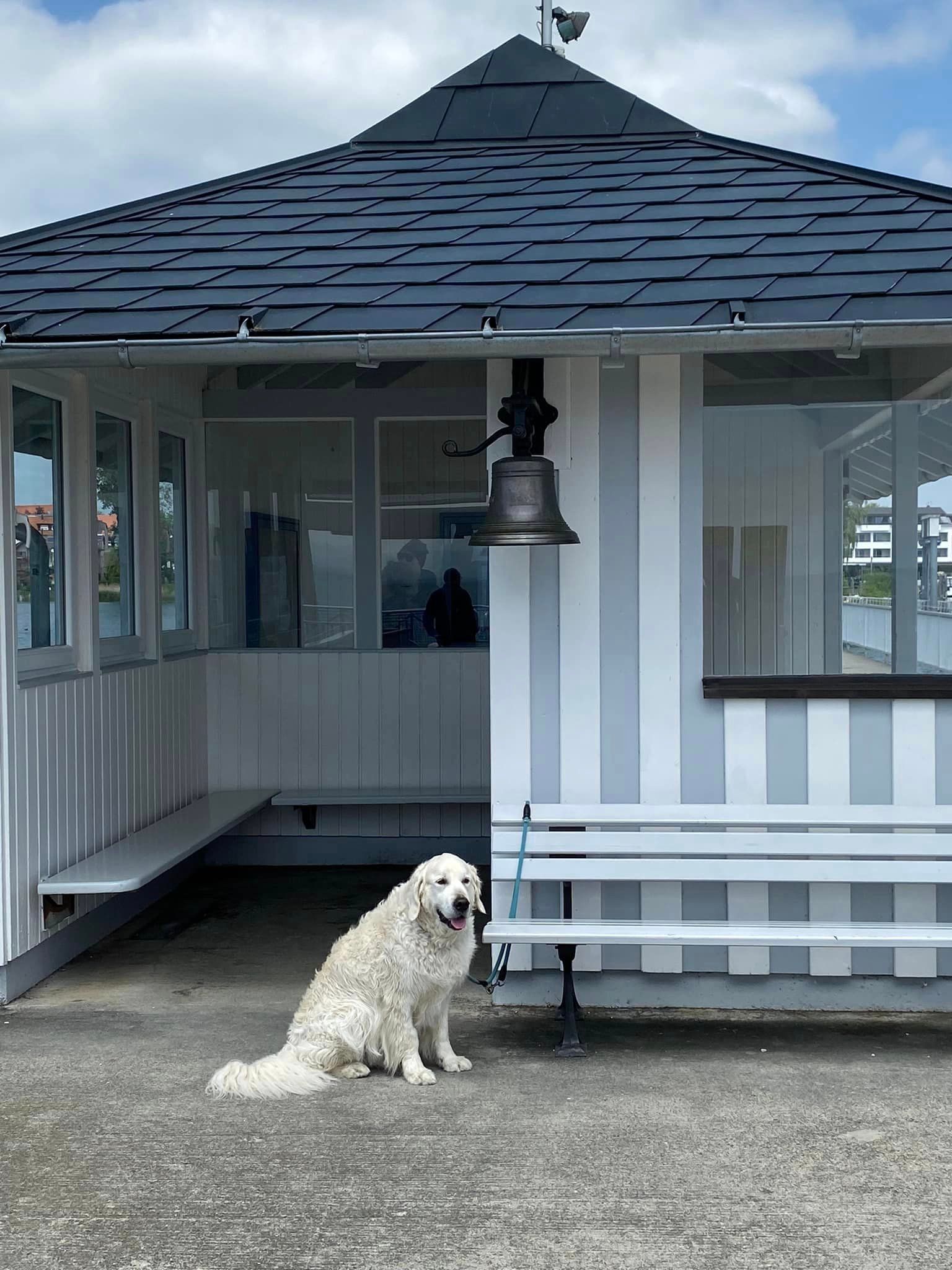 Hund am Bodensee - Golden Retriever Max