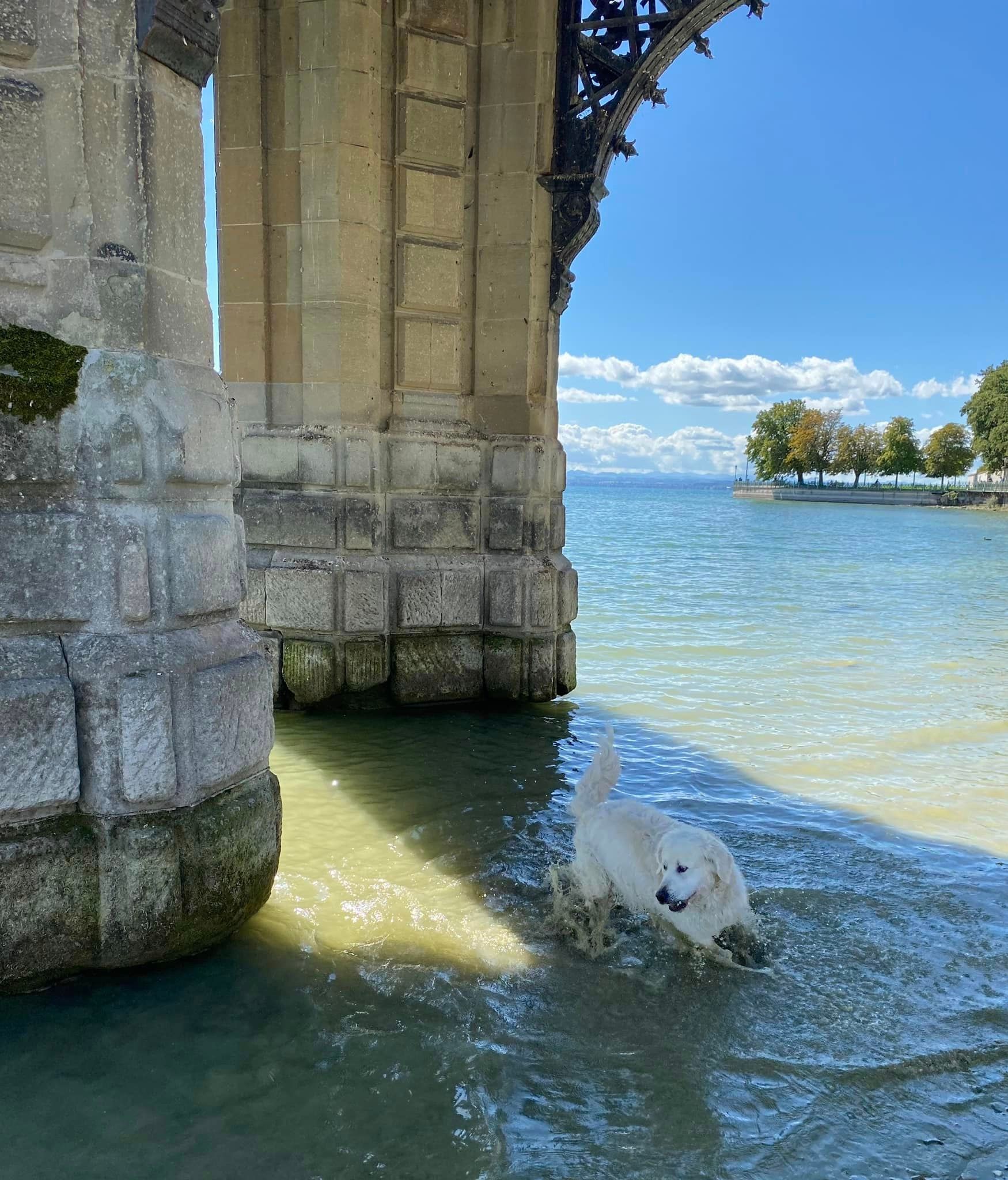 Hund und Bodensee