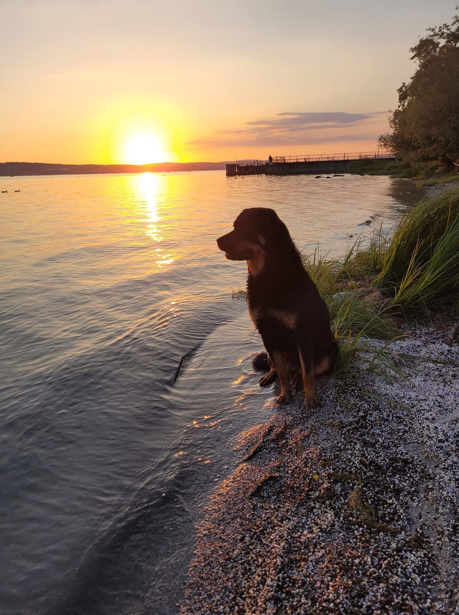 Hund sitz am Bodensee