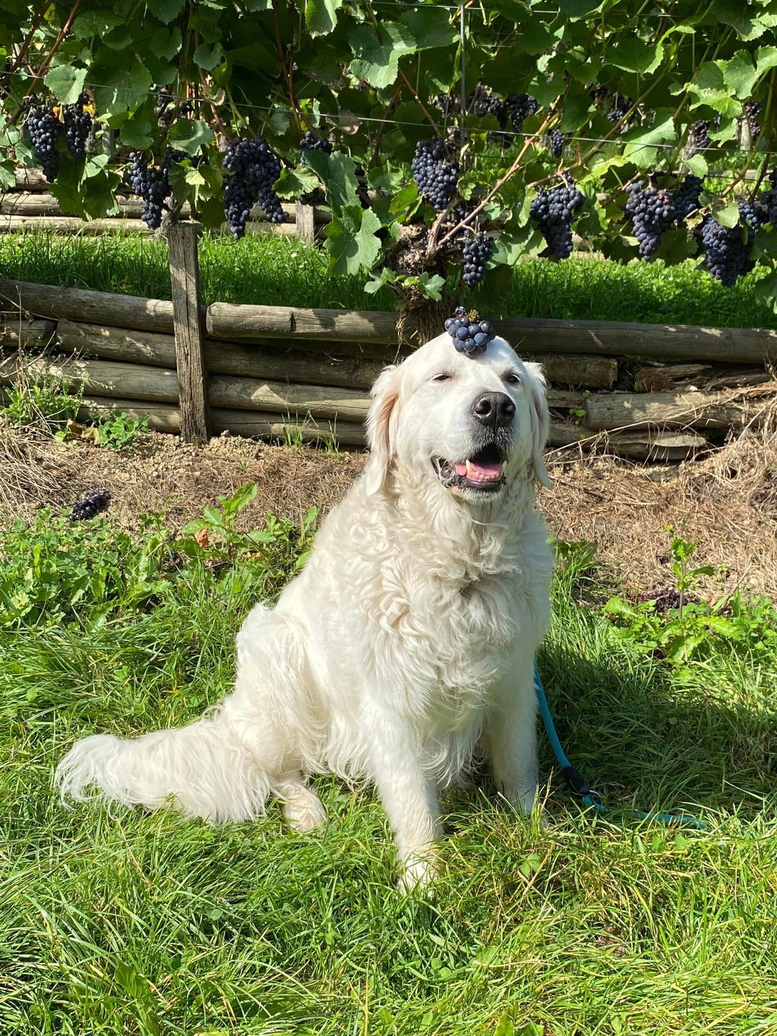 Hund am Bodensee - Golden Retriever Max