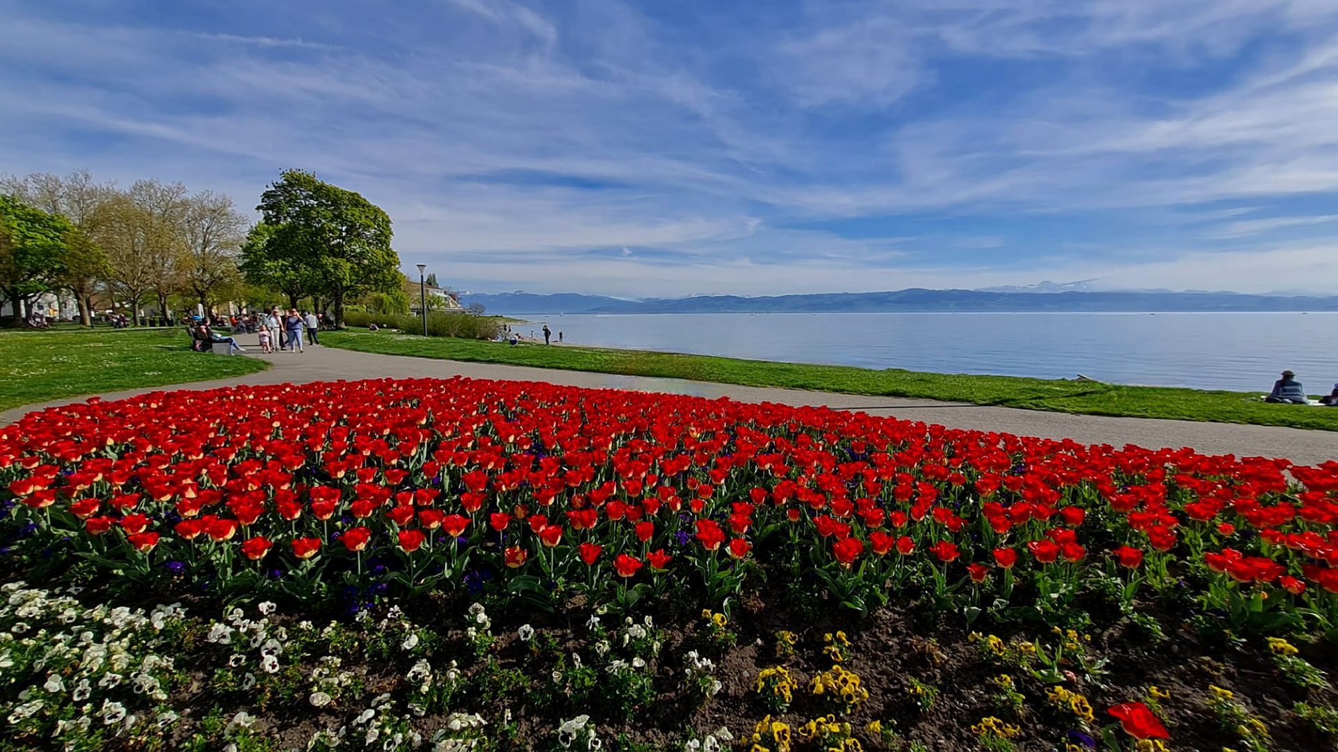 Tulpen Langenargen 