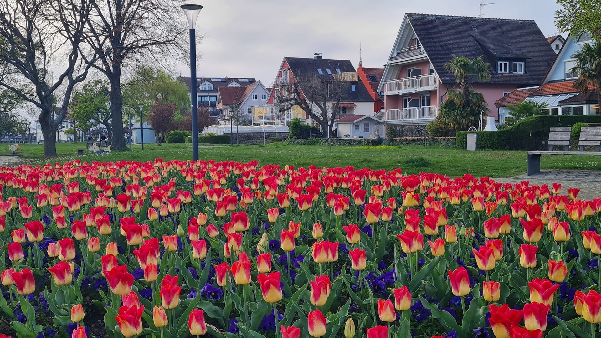 Tulpen vor Langenargen