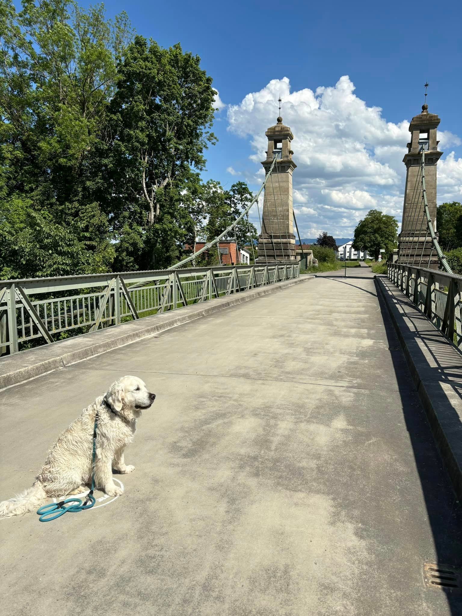 Hund und Bodensee
