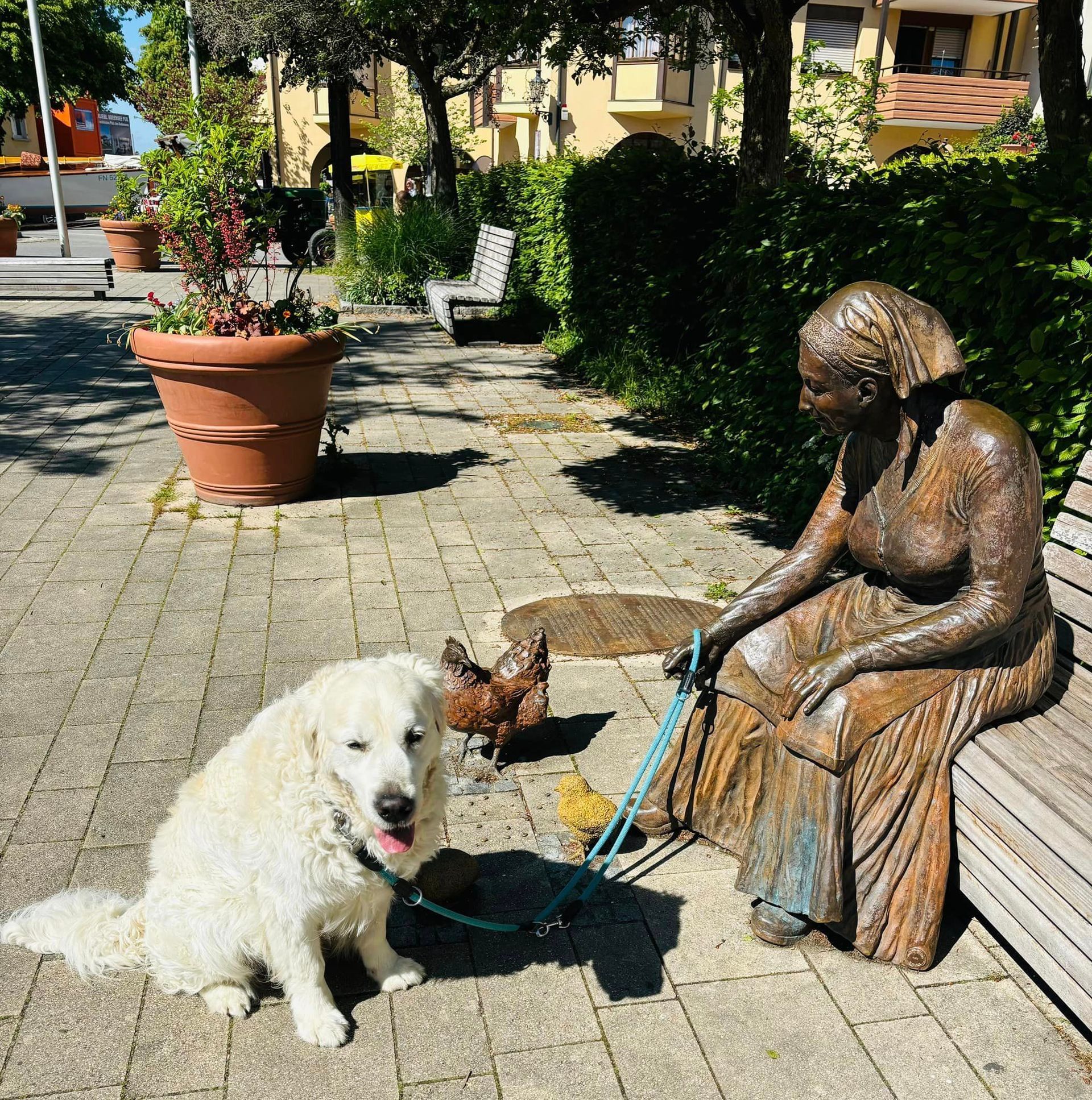 Hund am Bodensee - Urlaub 