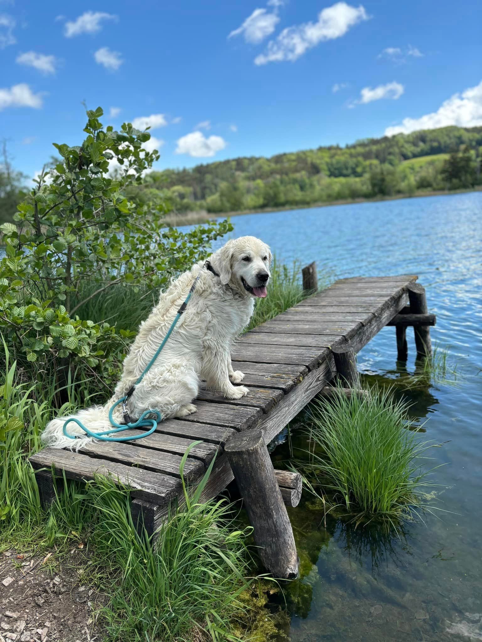 Hund am Bodensee - Golden Retriever Max