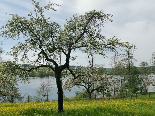 Illmensee 