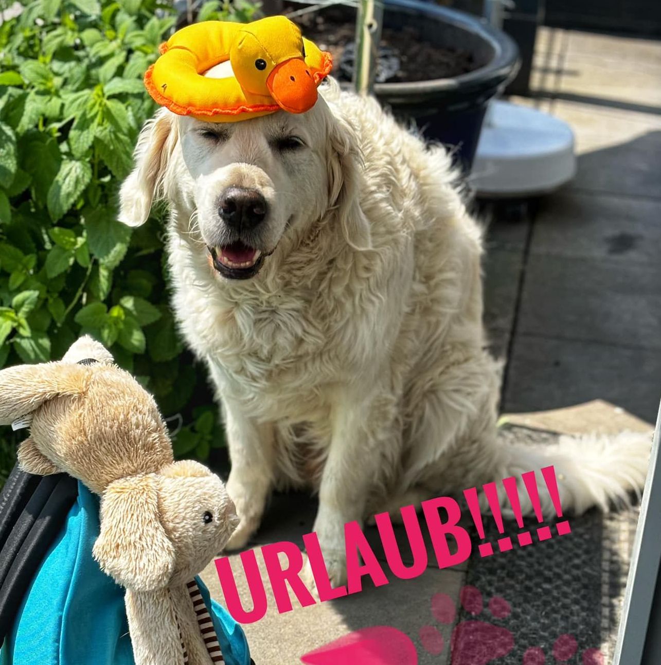Bodenseehund Max macht Urlaub am Bodensee