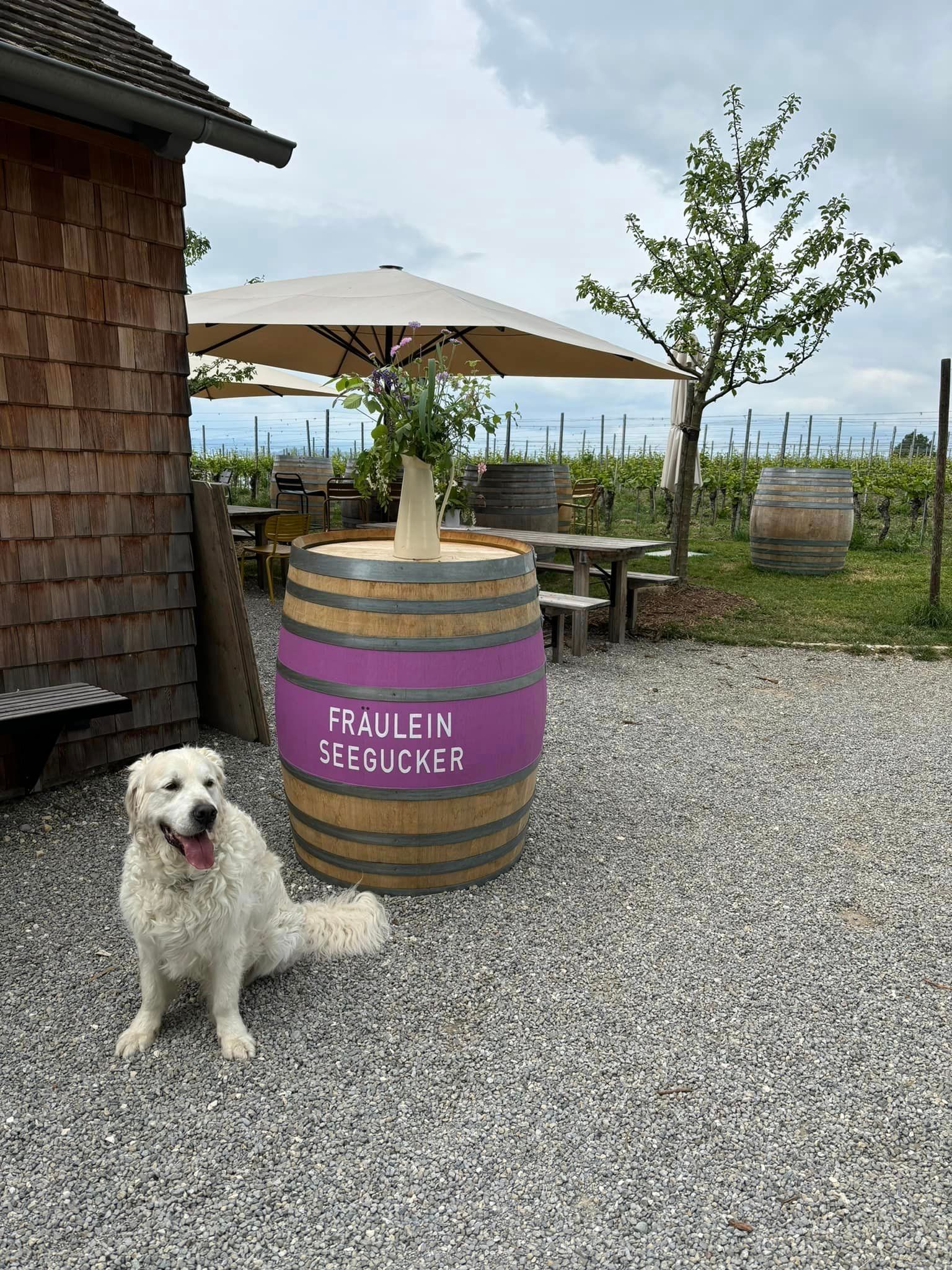 Hund am Bodensee - Golden Retriever Max