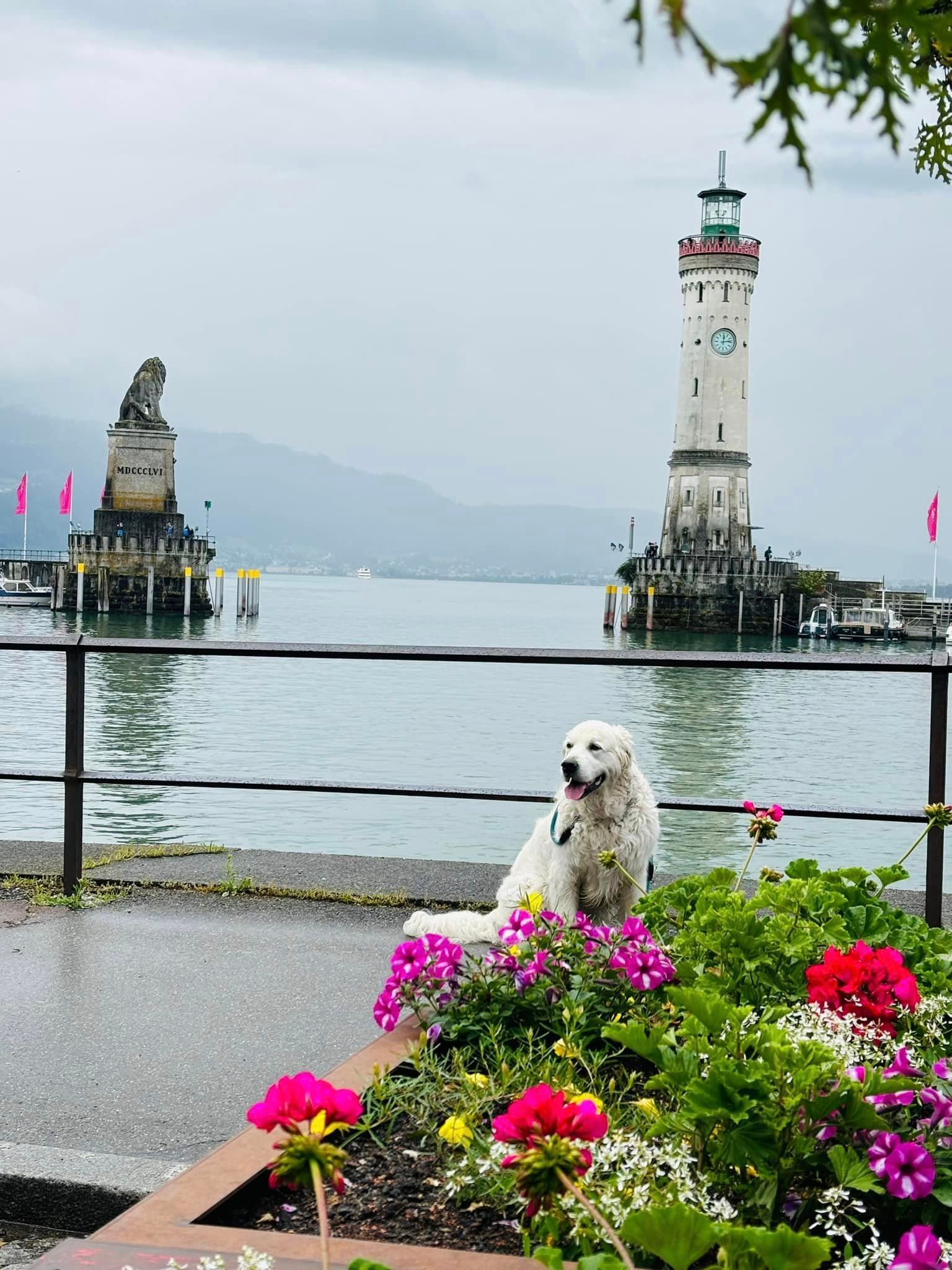 Hund am Bodensee  Lindau 