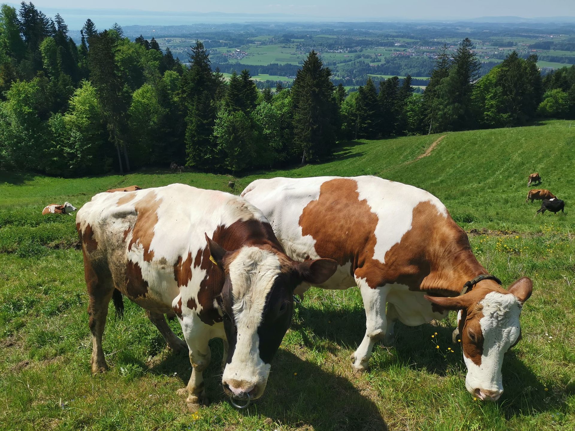 Möggers - Highlight - Bodensee - Urlaub 