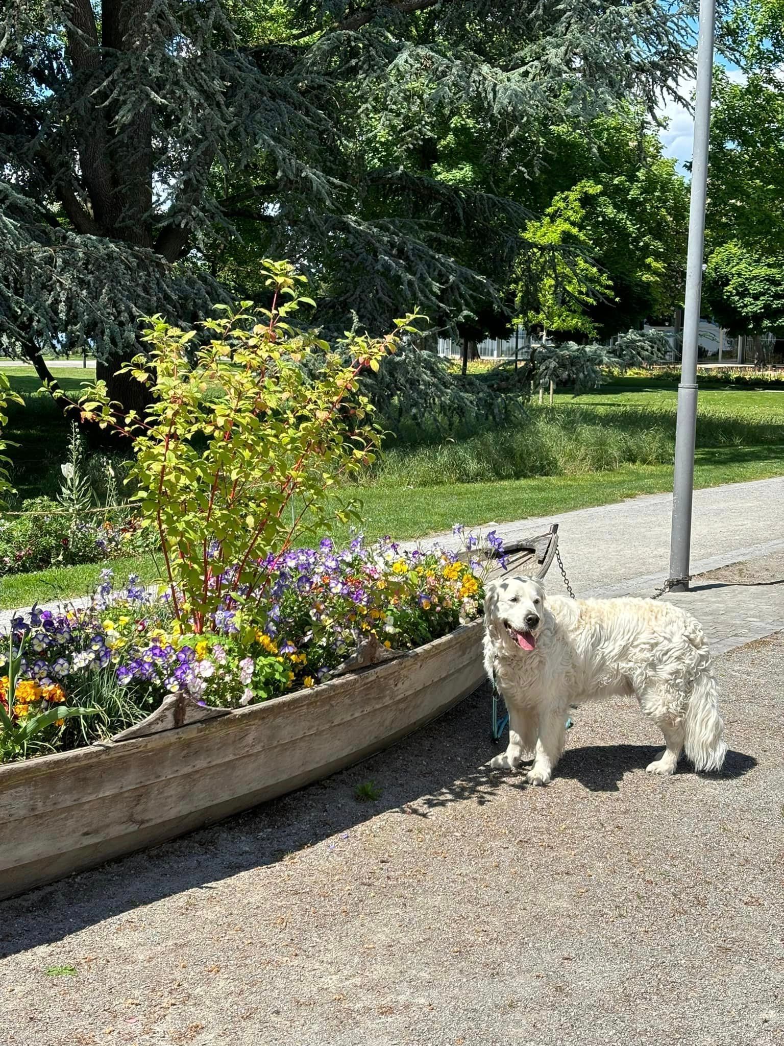 Hund am Bodensee - Golden Retriever Max