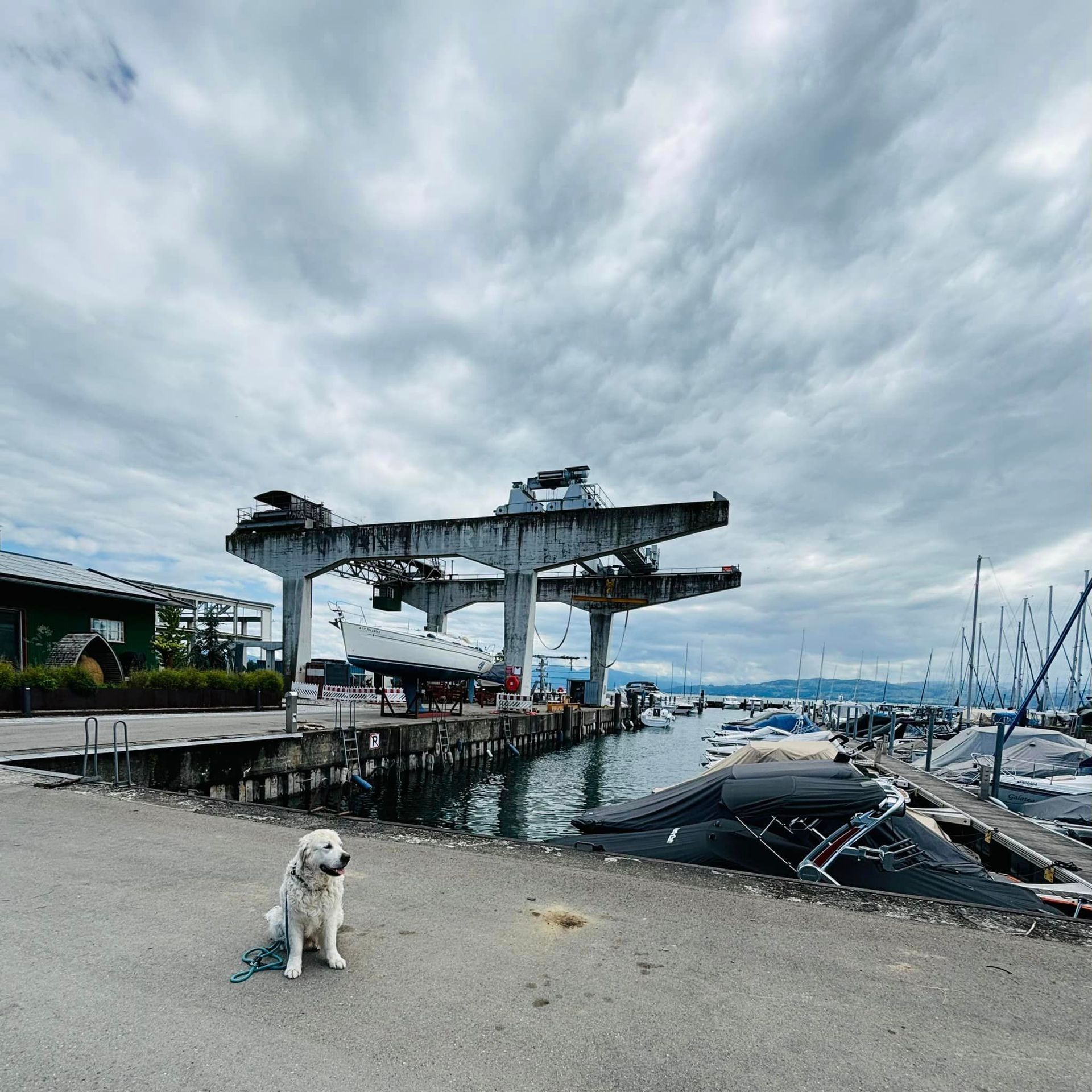 Hund am Bodensee - Golden Retriever Max