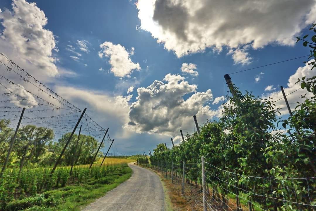 Hopfenpfad Tettnang