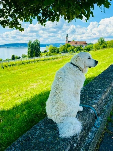 Bodenseehund Max macht Urlaub am Bodensee - Kloster Birnau