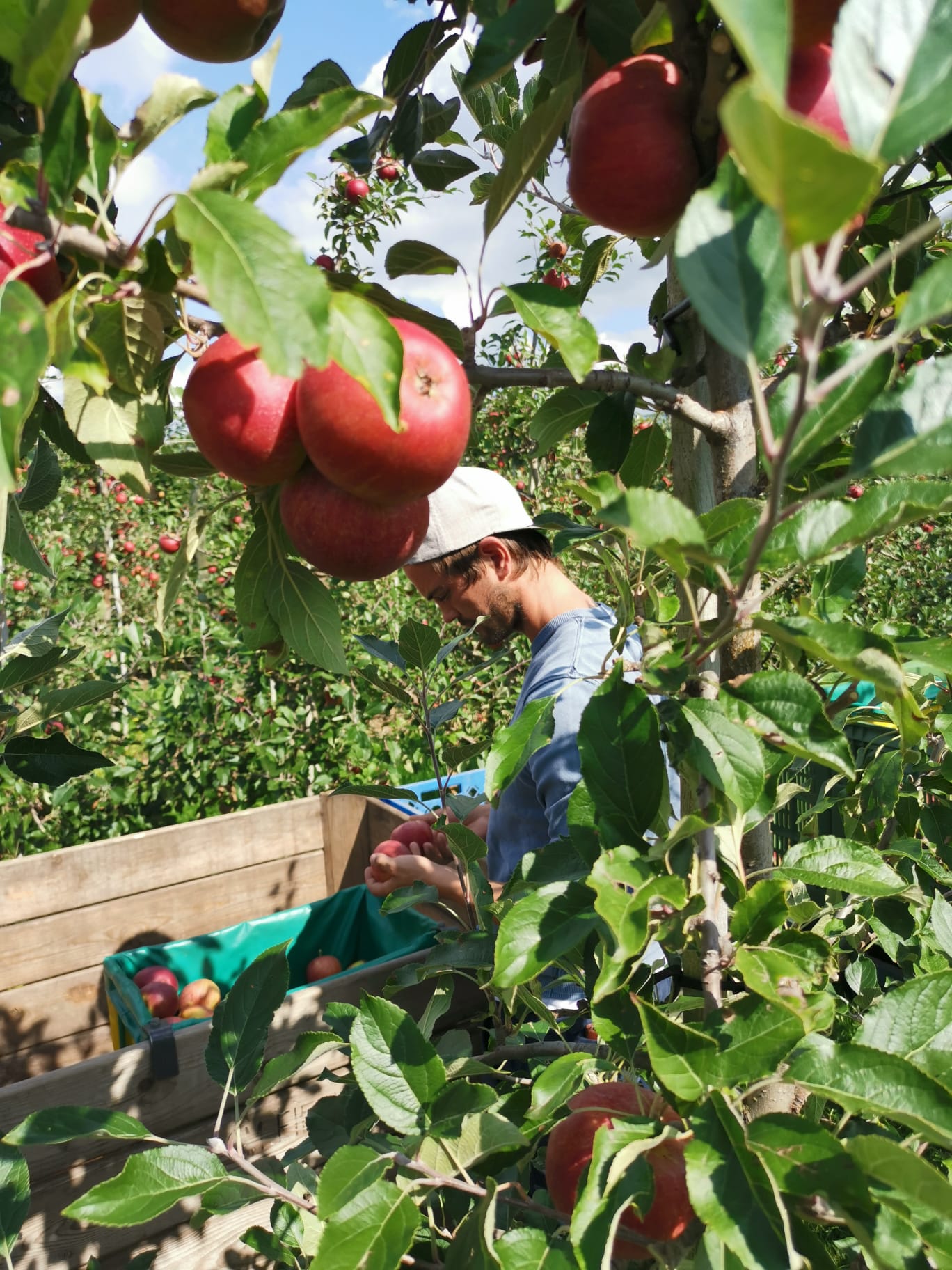 Apfel am Bodensee Erntereif 