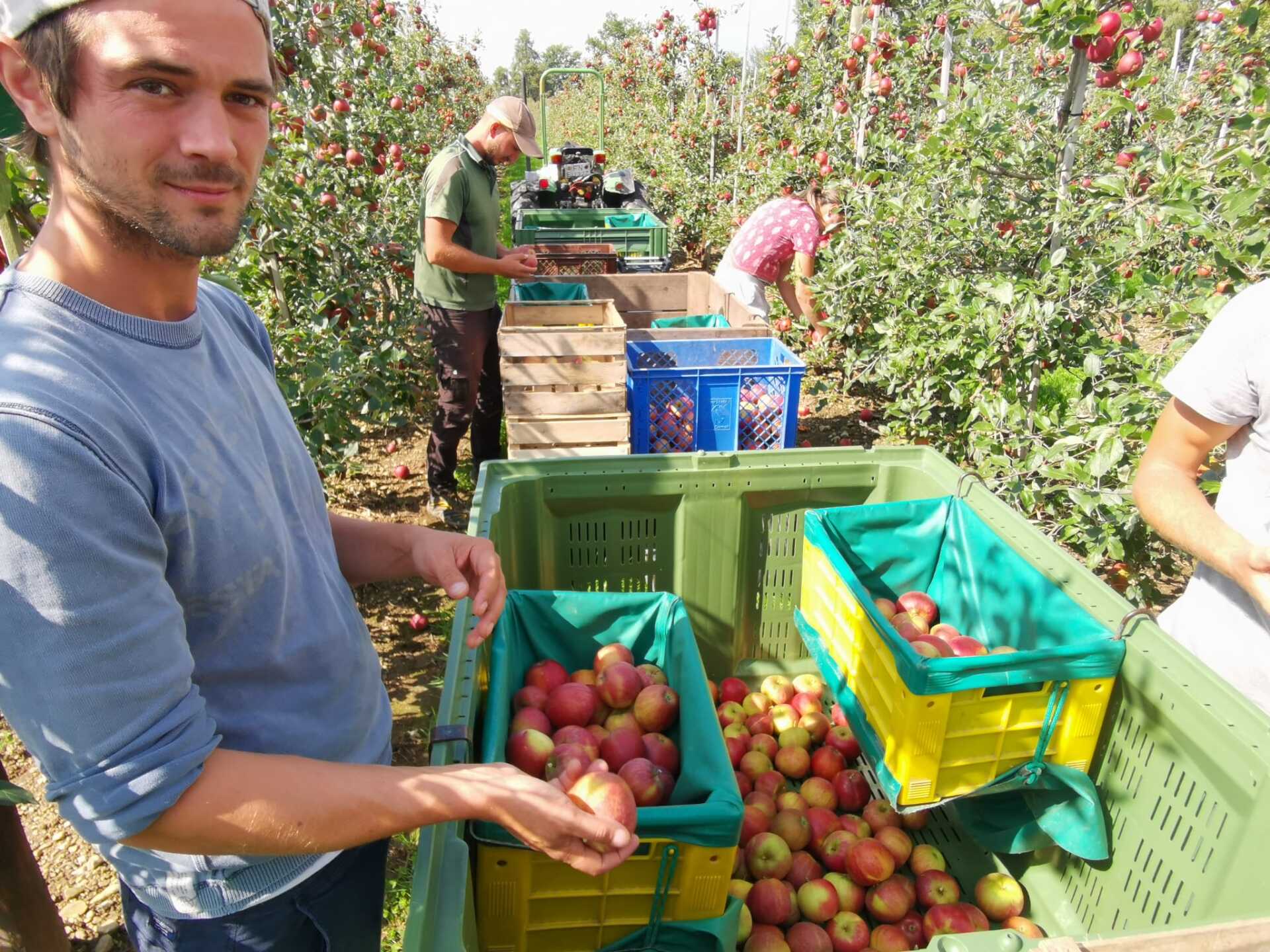 Apfel am Bodensee Erntereif 